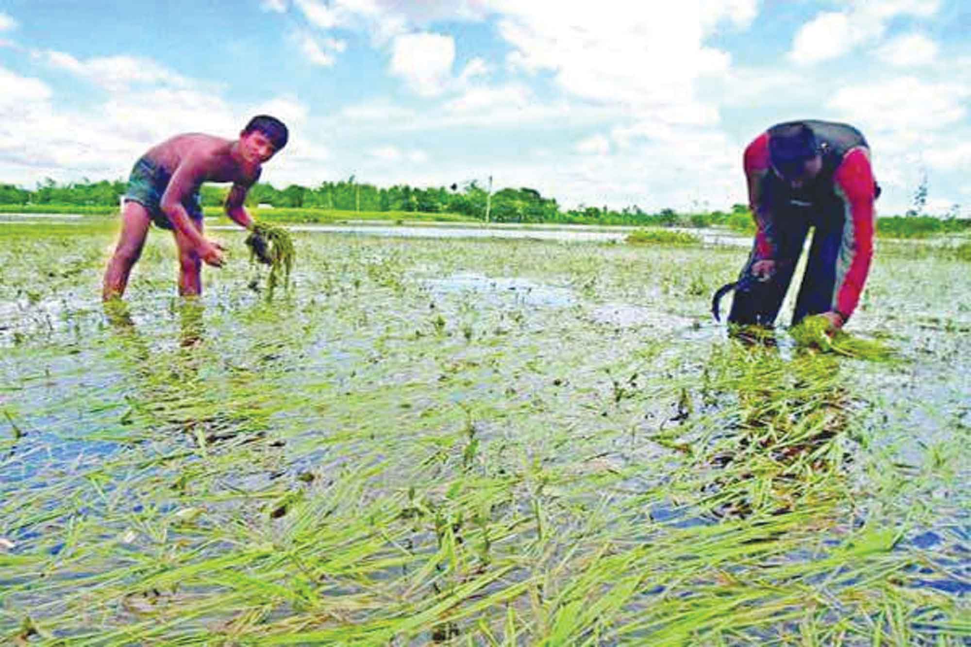 বন্যায় ক্ষতিগ্রস্ত এলাকায় নাবী আমন ধান চাষ ও পরিচর্যায় জরুরি করণীয়