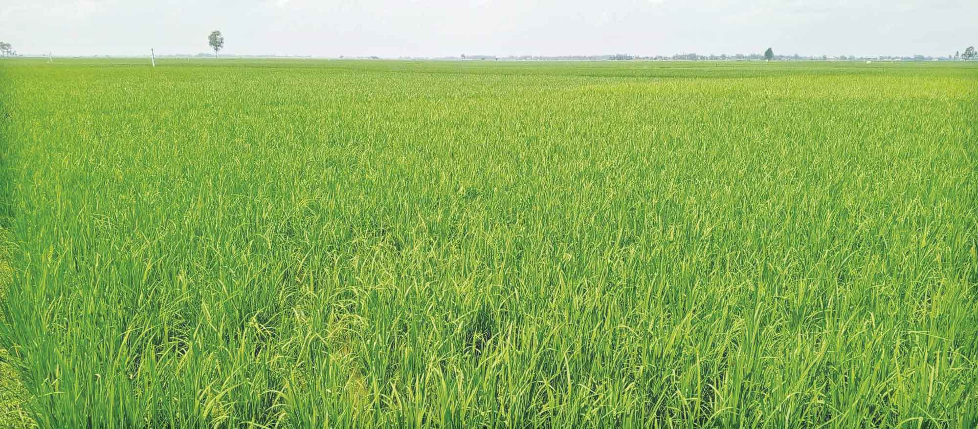 অধিক ফসল উৎপাদনে মাটিতে অর্গানিক জৈব উপাদান বাড়াতে হবে
