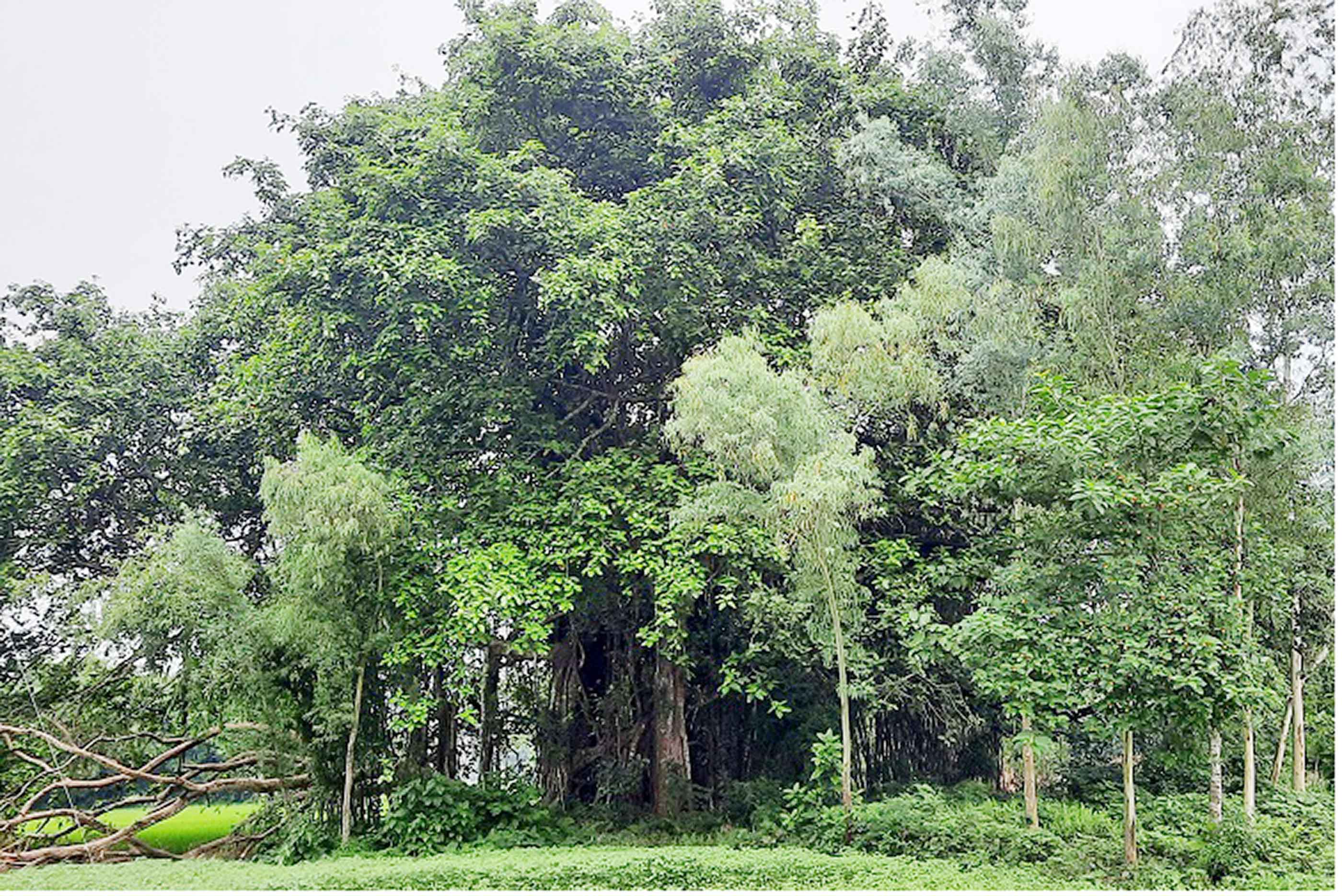 গ্রামীণ জনপথ থেকে হারিয়ে যাচ্ছে বটবৃক্ষ