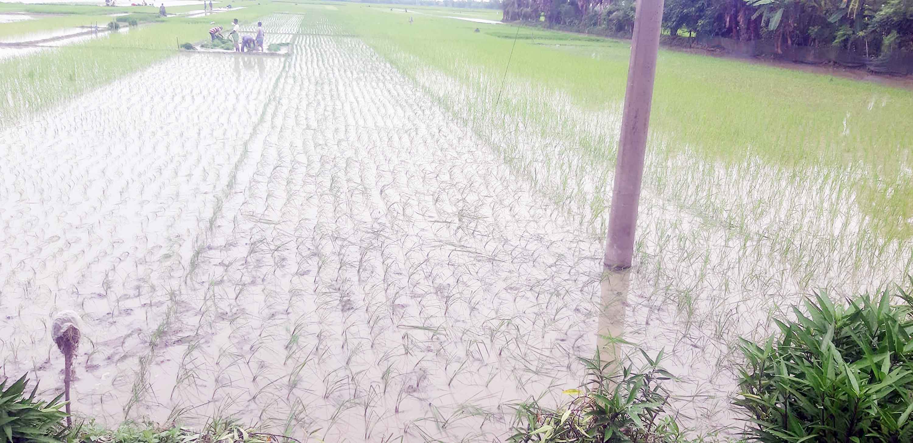 পূর্বধলায় আউশ ধানের ভালো ফলনে খুশি কৃষকরা