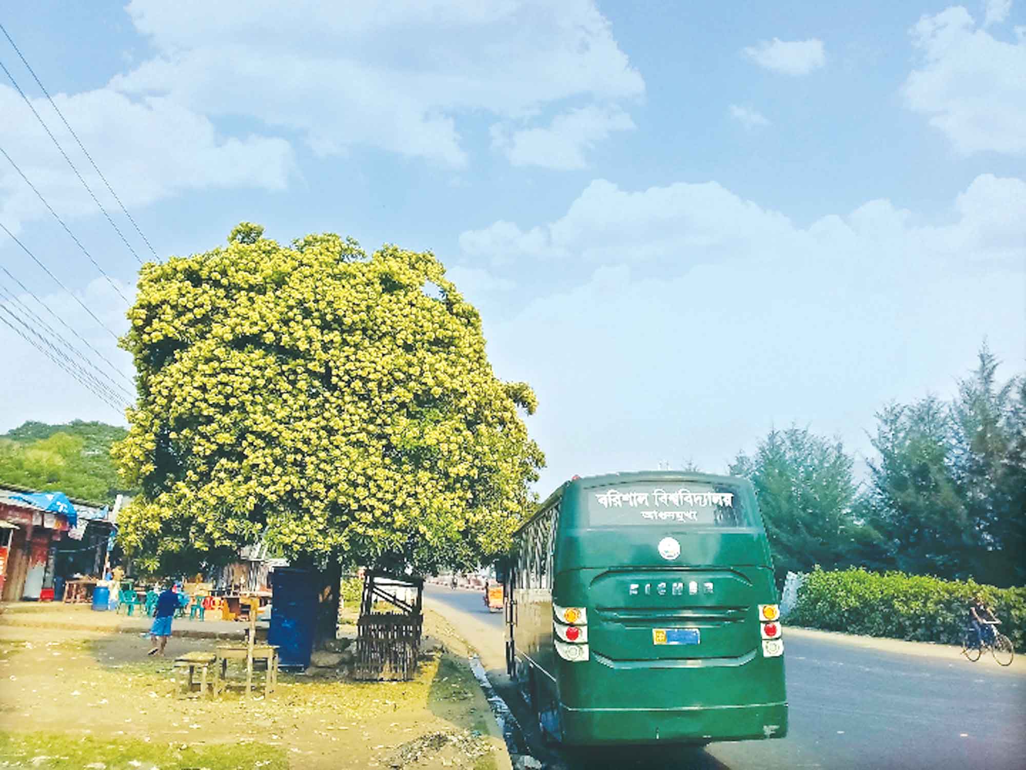 সপ্তপর্ণী ছাতিম ফুলের ঘ্রাণে মুখরিত ক্যাম্পাস
