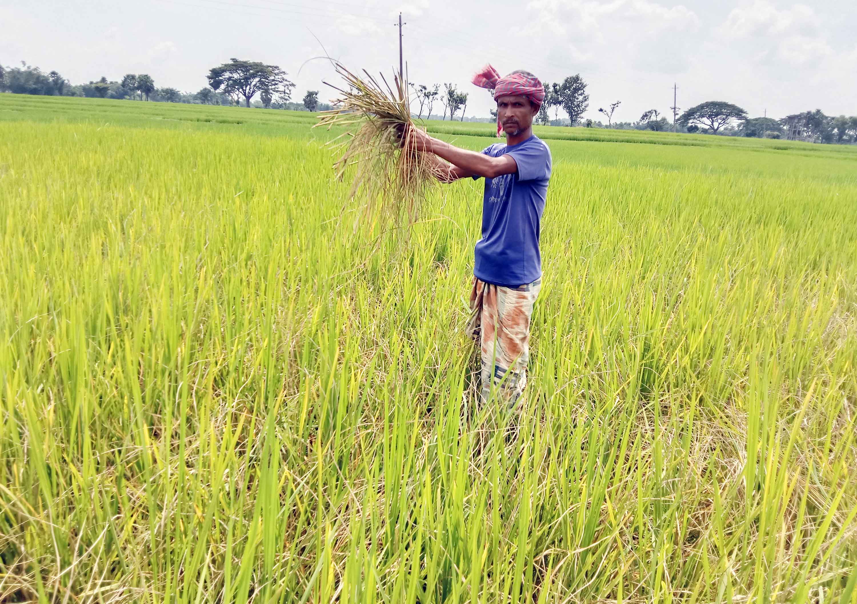 কাঁচা ধানে ইঁদুরের হানা দিশেহারা বরেন্দ্রের কৃষক