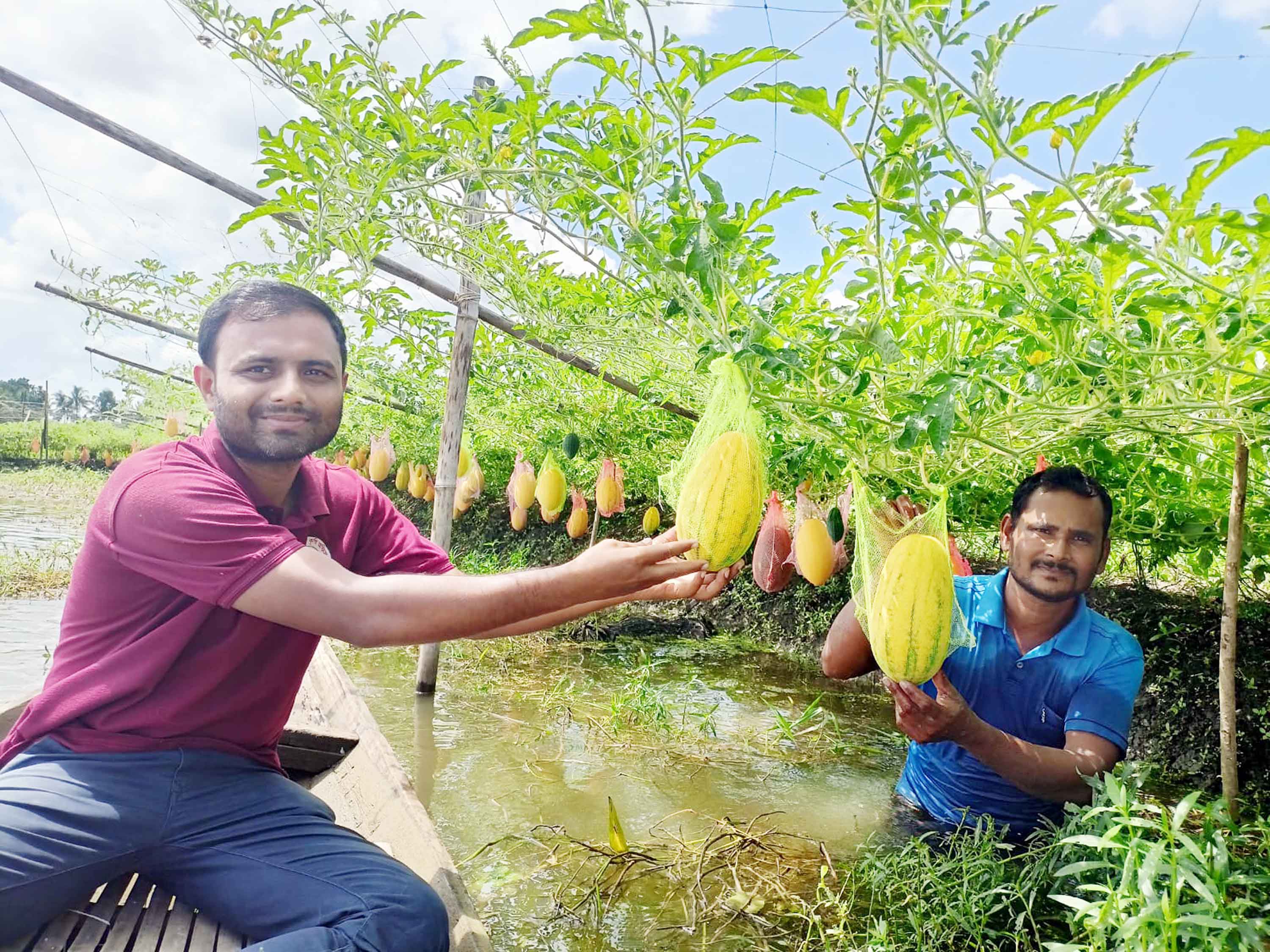 কালিয়ায় অসময়ের তরমুজ চাষে সফলতা