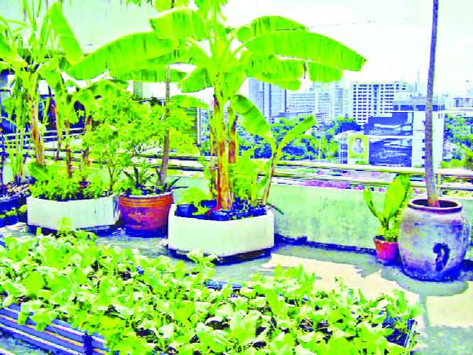 ছাদবাগানে মিলবে টাটকা শাকসবজি