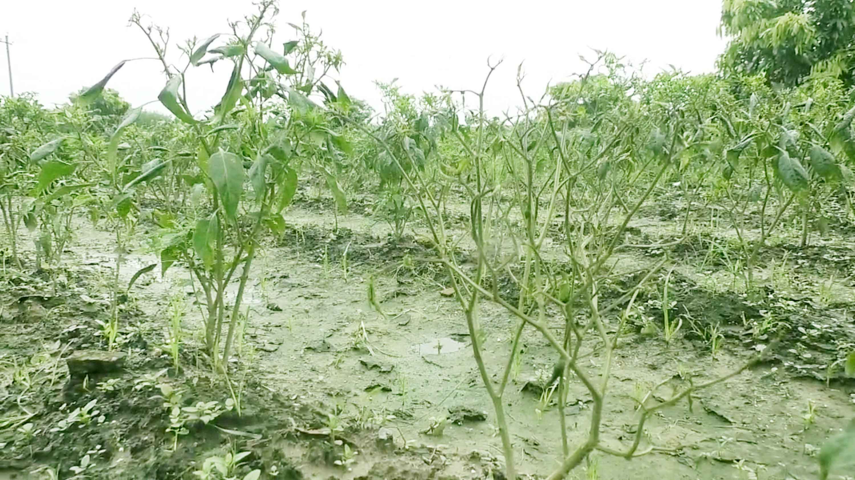 মেহেরপুরে অতিবর্ষণ ও তীব্র গরমের কবলে মরিচ গাছ