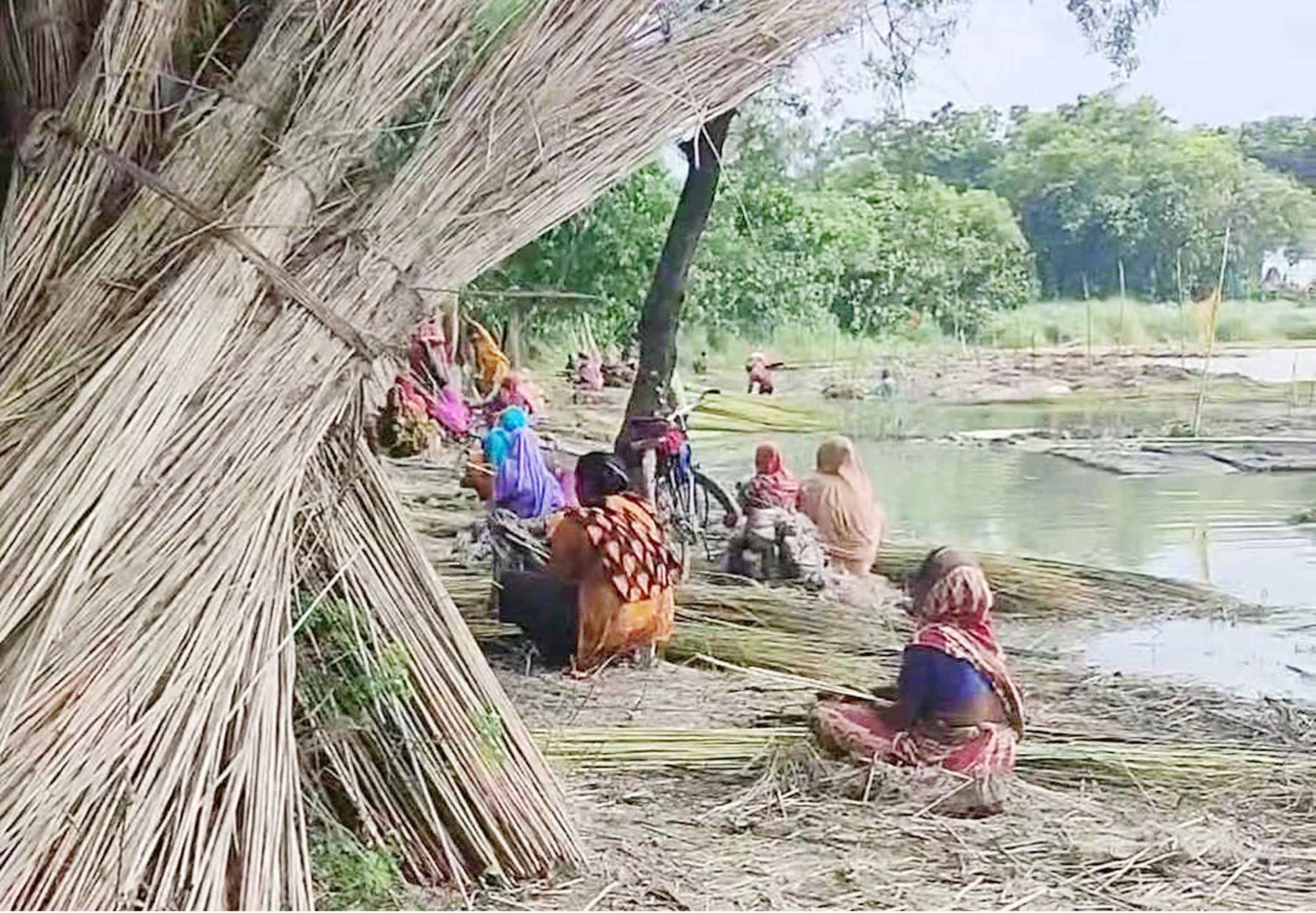 ভেড়ামারায় পাট চাষ করে লোকসানে কৃষক, দাম বাড়ানোর দাবি