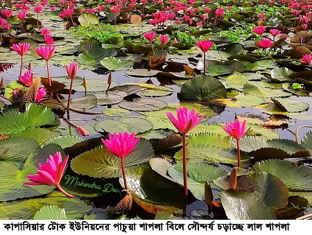 কাপাসিয়ায় লাল শাপলায় সুভিত নরাইট বিল