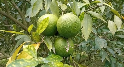 নানিয়ারচরে বাড়ছে মিষ্টি মাল্টার চাষ কৃষকের মুখে হাসি