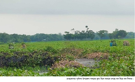 বক দিয়ে বক শিকার