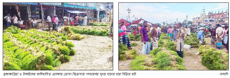 ব্রাহ্মণবাড়িয়া ও কালিহাতিতে জমজমাট ধানের চারা বিক্রির হাট