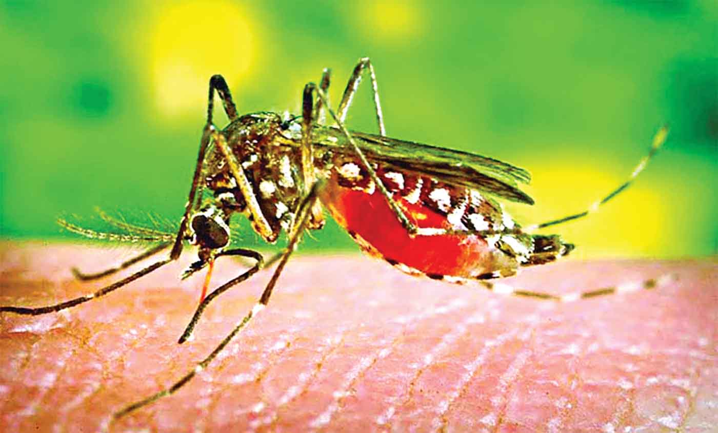 ডেঙ্গুতে একদিনে ৫ মৃতু্য হাসপাতালে ৫৩৪ জন