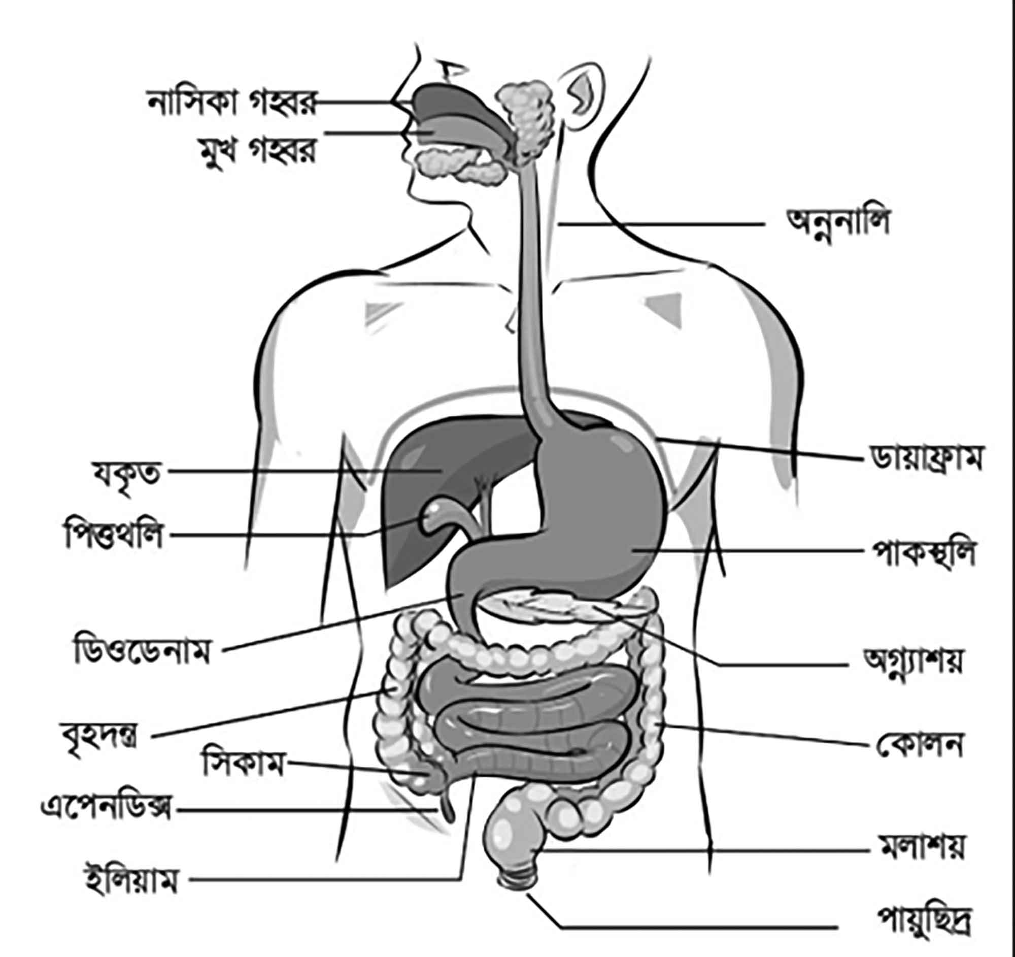 অষ্টম শ্রেণির বিজ্ঞান অনুসন্ধানী পাঠ