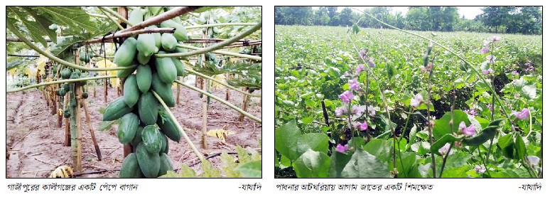 কালীগঞ্জে বাণিজ্যিকভাবে পেঁপে চাষে সফল কৃষক