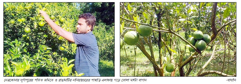 পতিত জমি ও পাহাড়ি অঞ্চলে কৃষকের মুখে হাসি ফোটাচ্ছে মিষ্টি মাল্টা