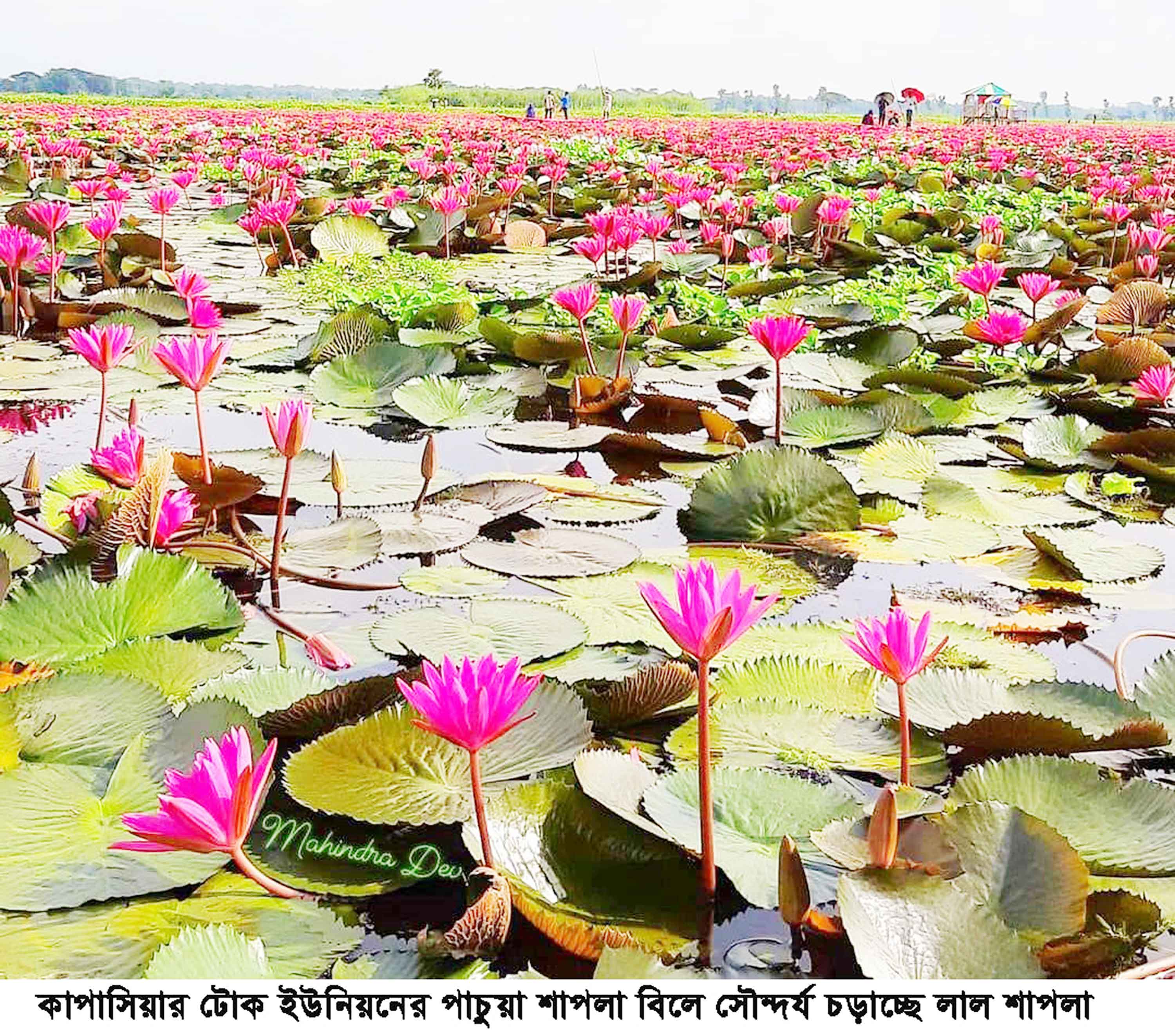 কাপাসিয়ায় লাল শাপলায় সুশোভিত 'নরাইট বিল'