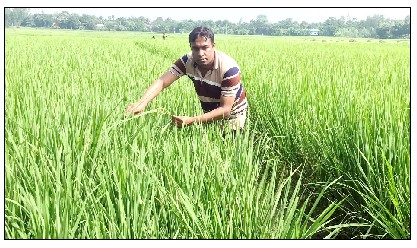 আমন ধানের সবুজ পাতায় দুলছে কৃষকের স্বপ্ন