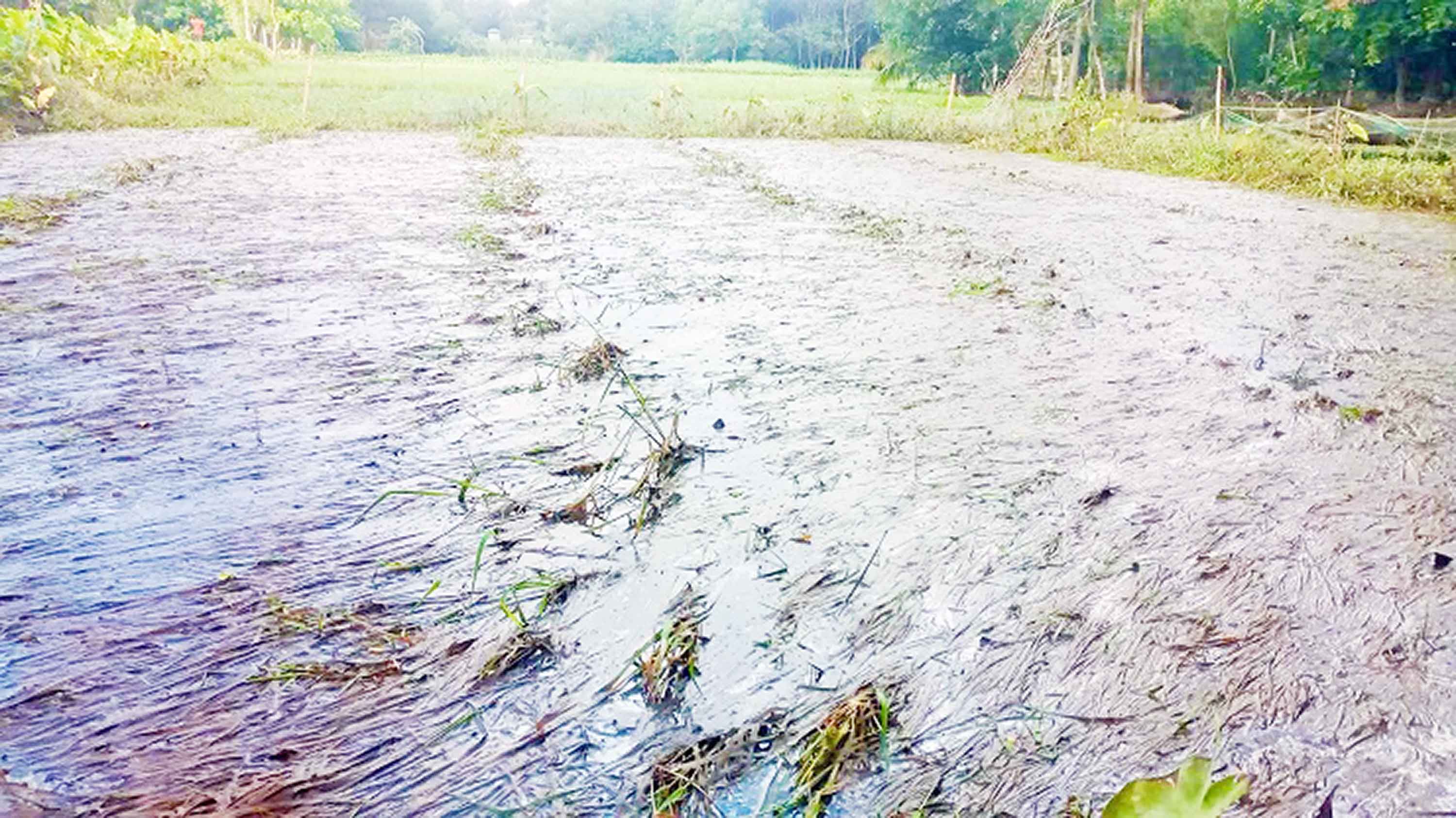 দাগনভূঞায় বন্যায় ক্ষতি প্রায় ২৩৭ কোটি টাকা