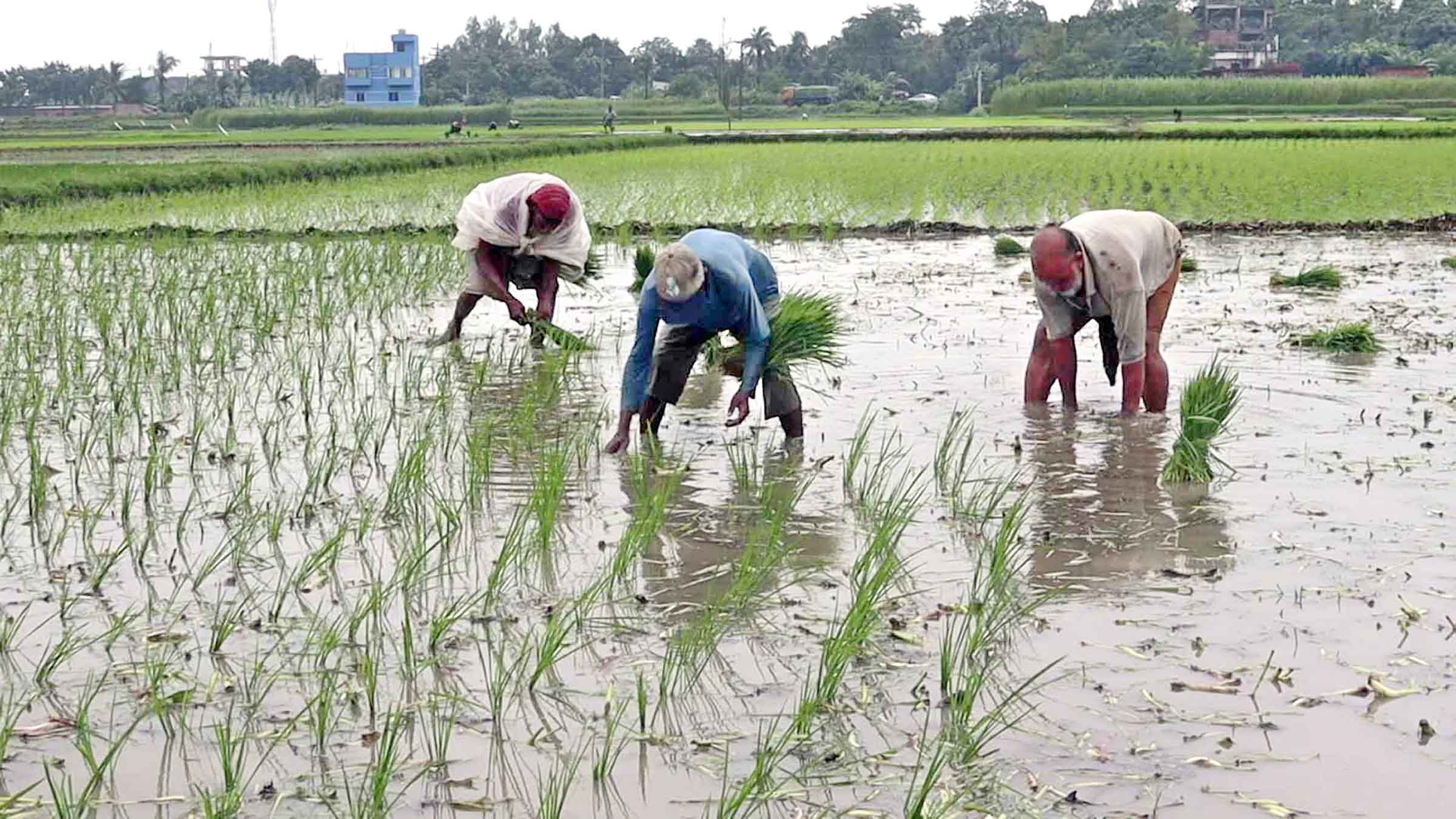 নওগাঁয় ২ হাজার ৯৫২ কোটি টাকার আমন ধান উৎপাদনের সম্ভাবনা