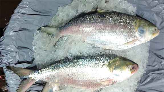এক হালি ইলিশের দাম ২৮ হাজার টাকা