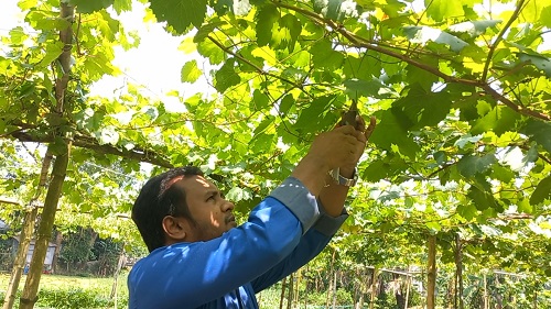 বাণিজ্যিকভাবে আঙুর চাষ