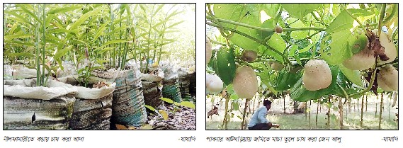 নীলফামারীতে বস্তায় আদা ও আটঘড়িয়ায় জেন আলু চাষে আগ্রহ বাড়ছে