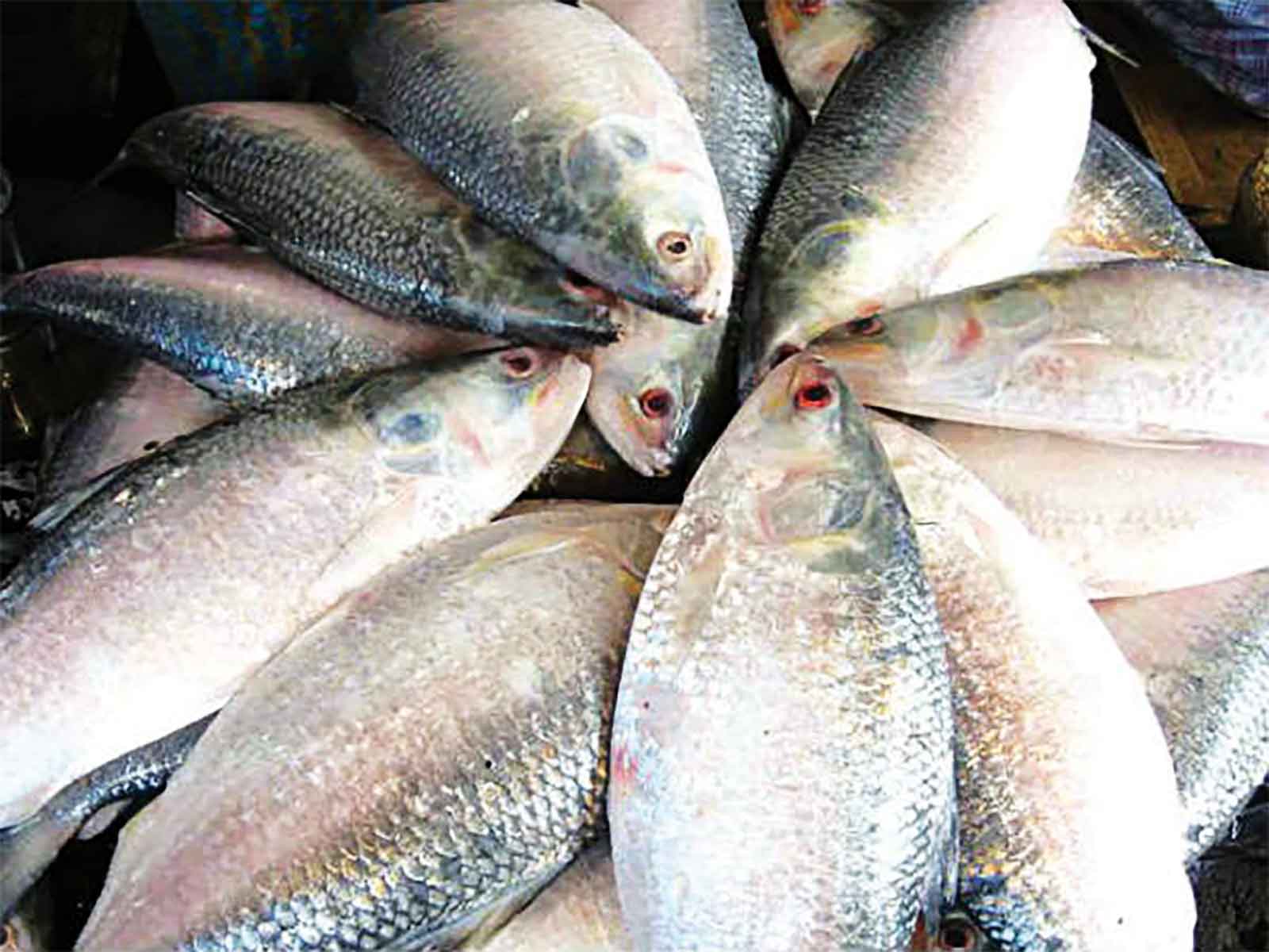 দুর্গাপূজায় ভারতে যাচ্ছে ৩ হাজার টন ইলিশ