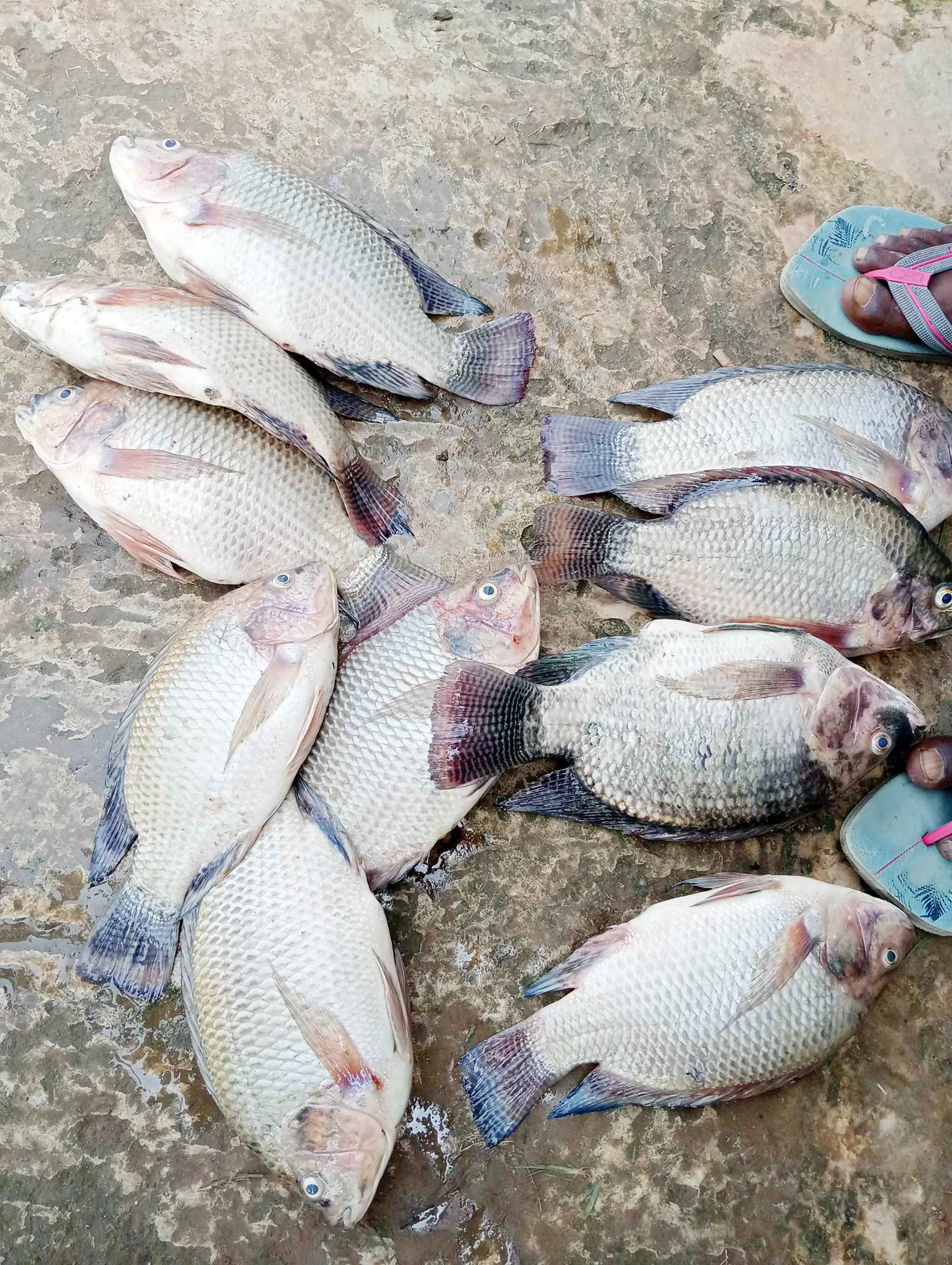 দোয়ারাবাজারে পুকুরে অক্সিজেন স্বল্পতা, কপাল পুড়ছে মাছচাষিদের