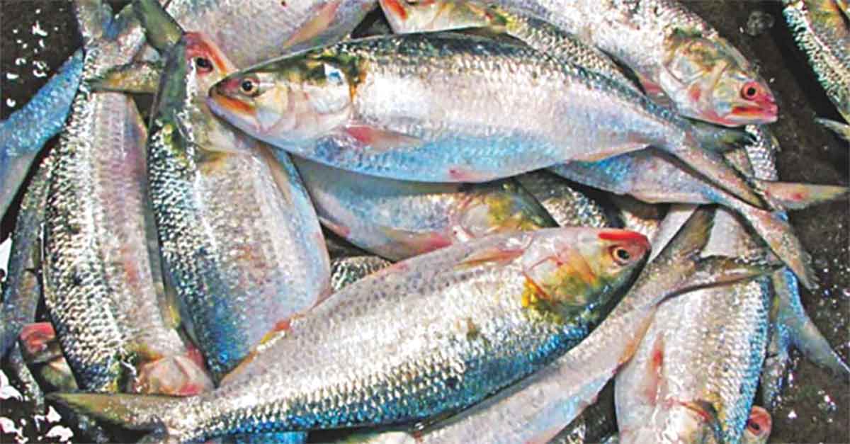প্রথম চালানে ভারতে গেল ১৮ টন ইলিশ