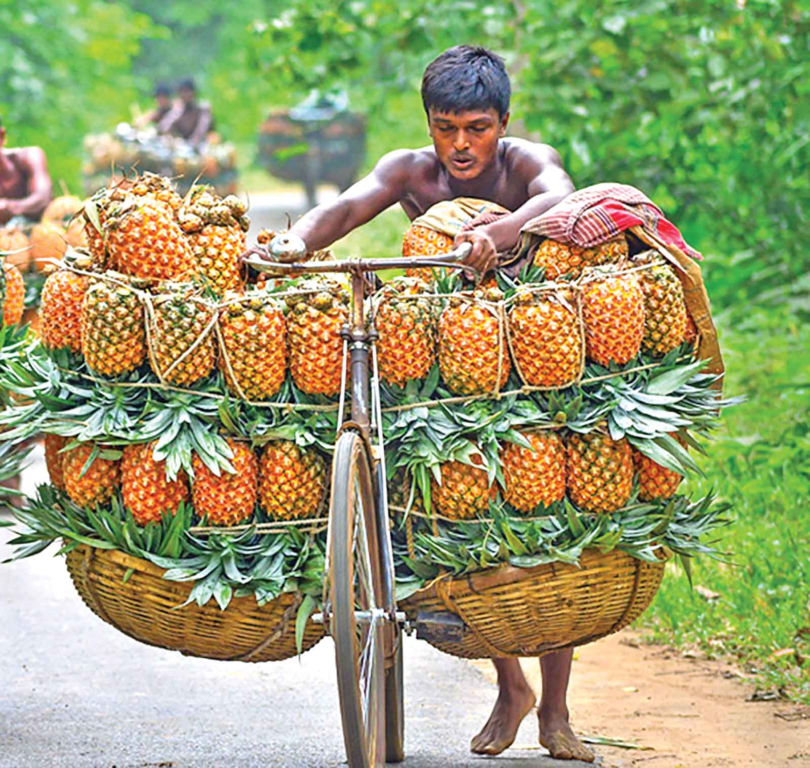 জিআই পণ্যের স্বীকৃতি পেল মধুপুরের আনারস
