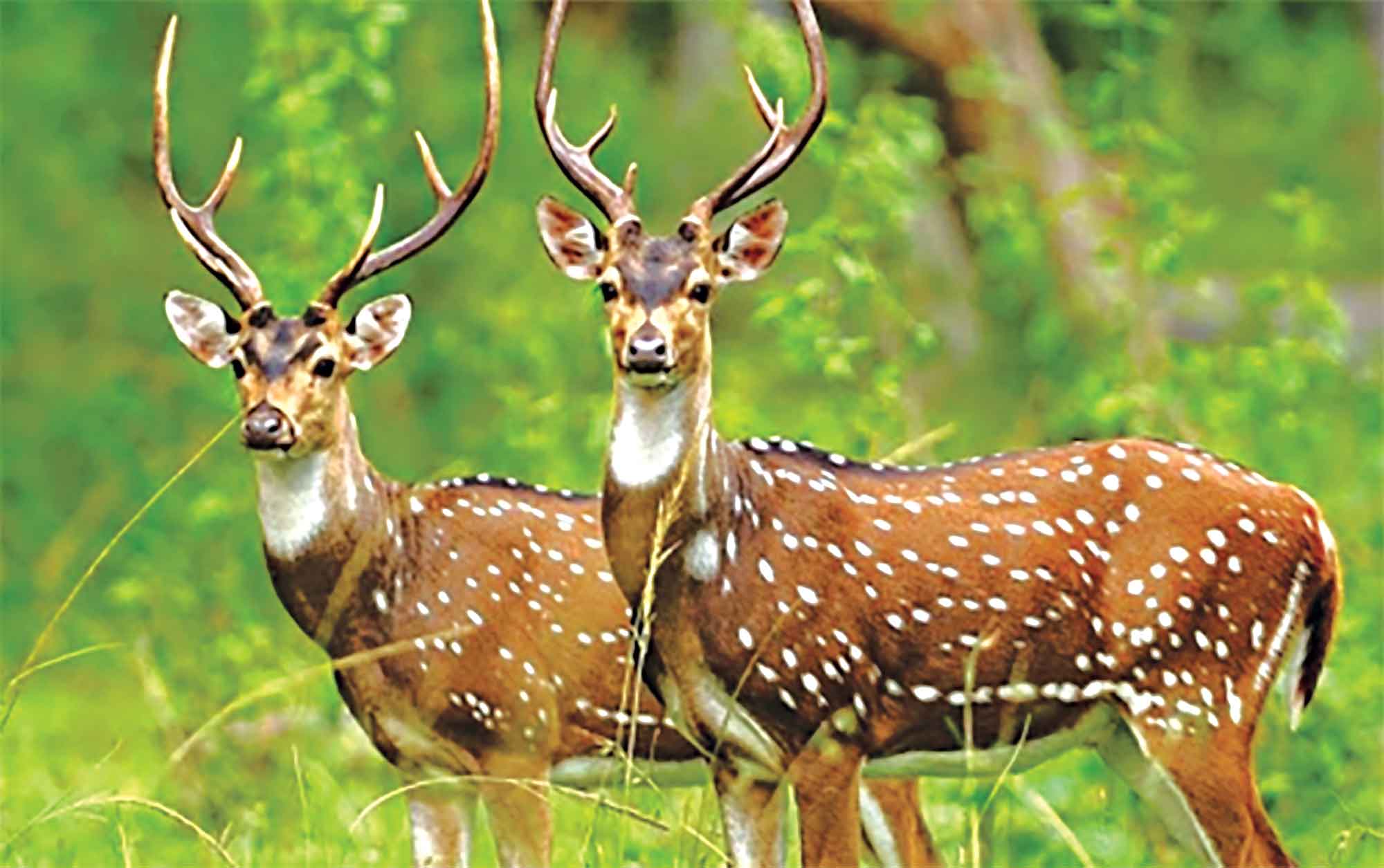 পর্যটনে বিপুল সম্ভাবনার পরও পিছিয়ে বাংলাদেশ!