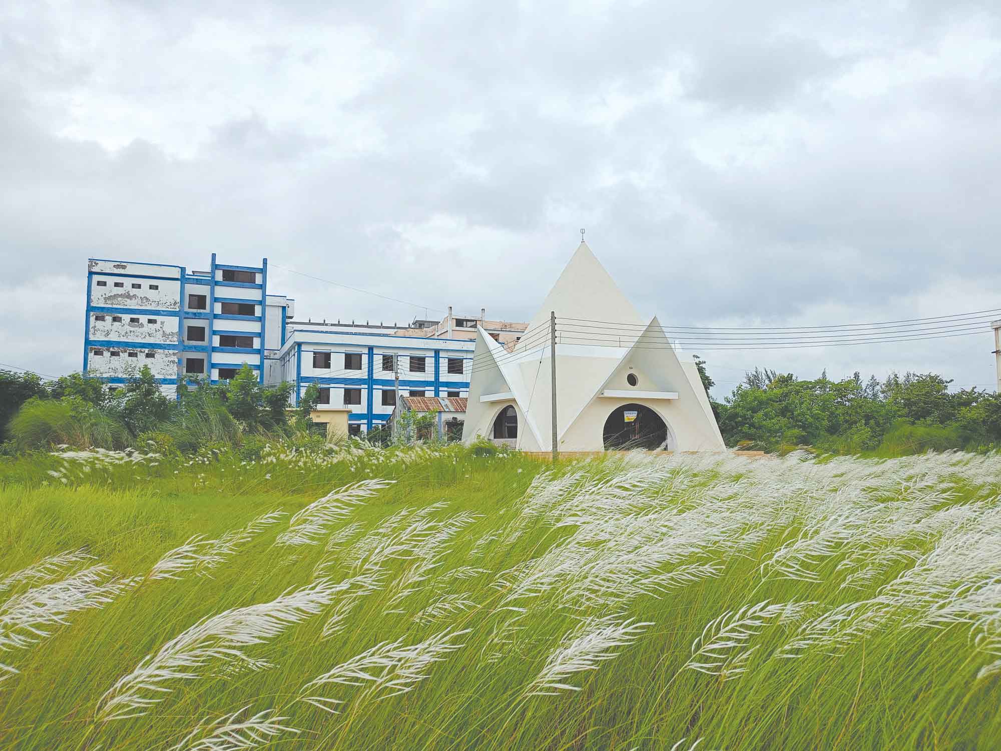শুভ্র কাশফুলের স্নিগ্ধতায় সেজেছে পাবিপ্রবি ক্যাম্পাস