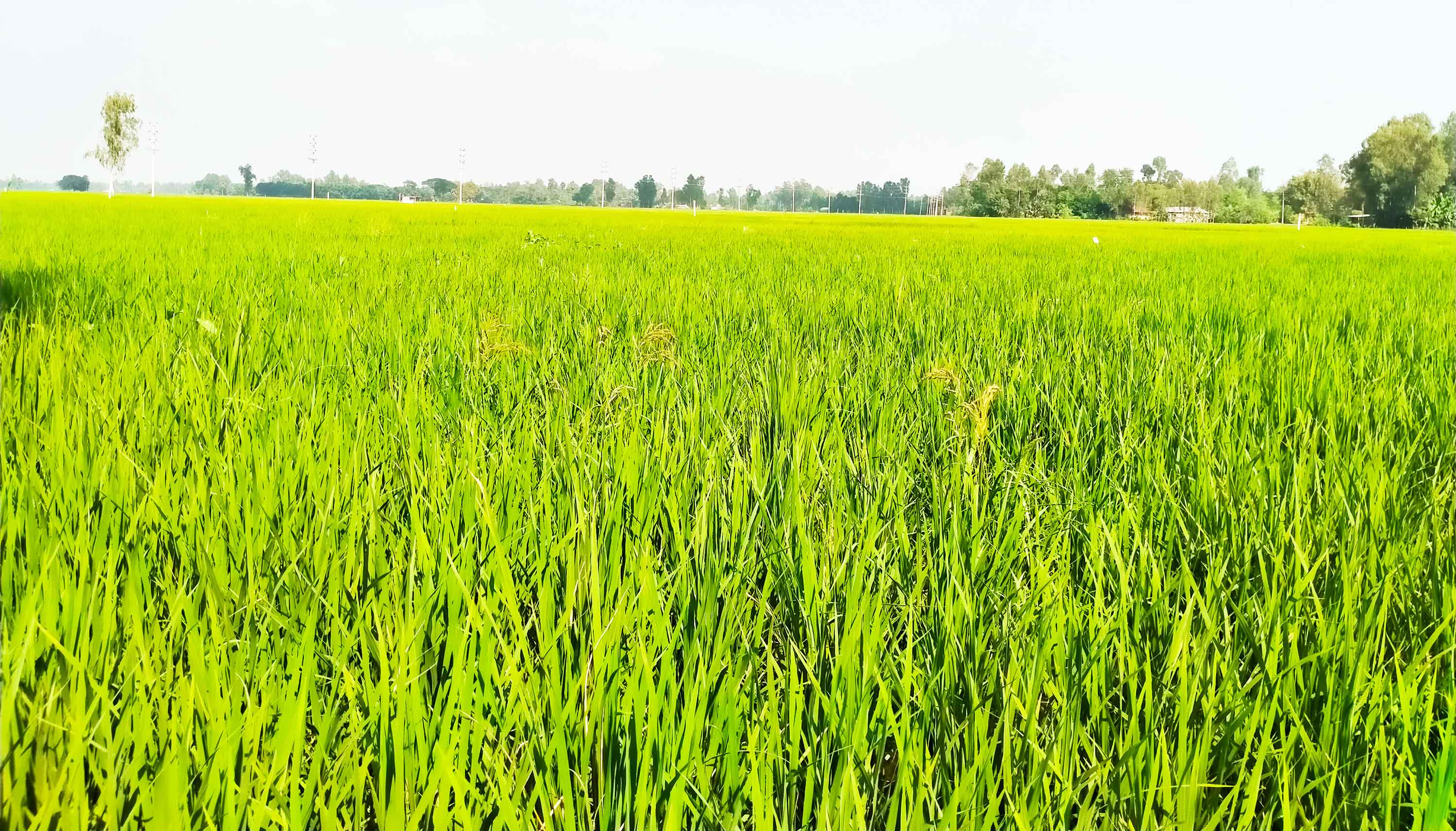 নন্দীগ্রামে বিস্তীর্ণ মাঠজুড়ে আমনের সবুজ সমারোহ