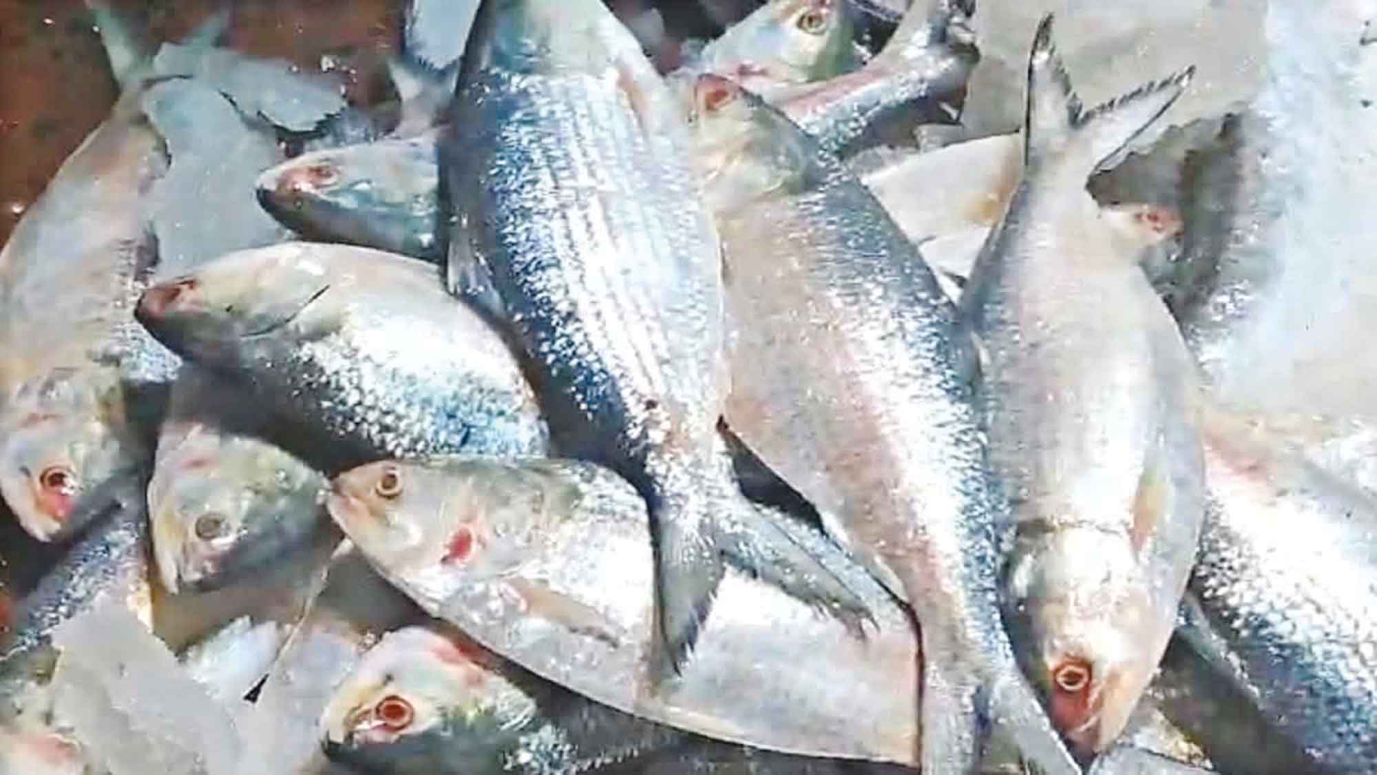 কম বয়সে মা হচ্ছে ইলিশ!
