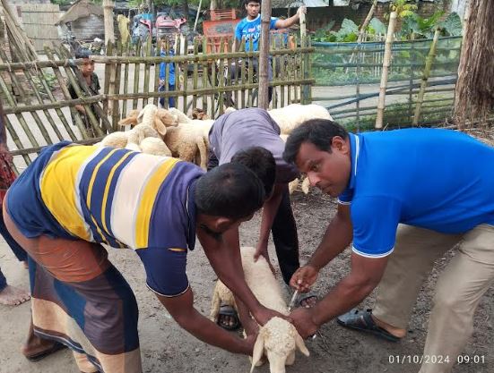 দামুড়হুদায় বিনামূল্যে ছাগল-ভেড়ার পিপিআর টিকা কার্যক্রমের উদ্বোধন