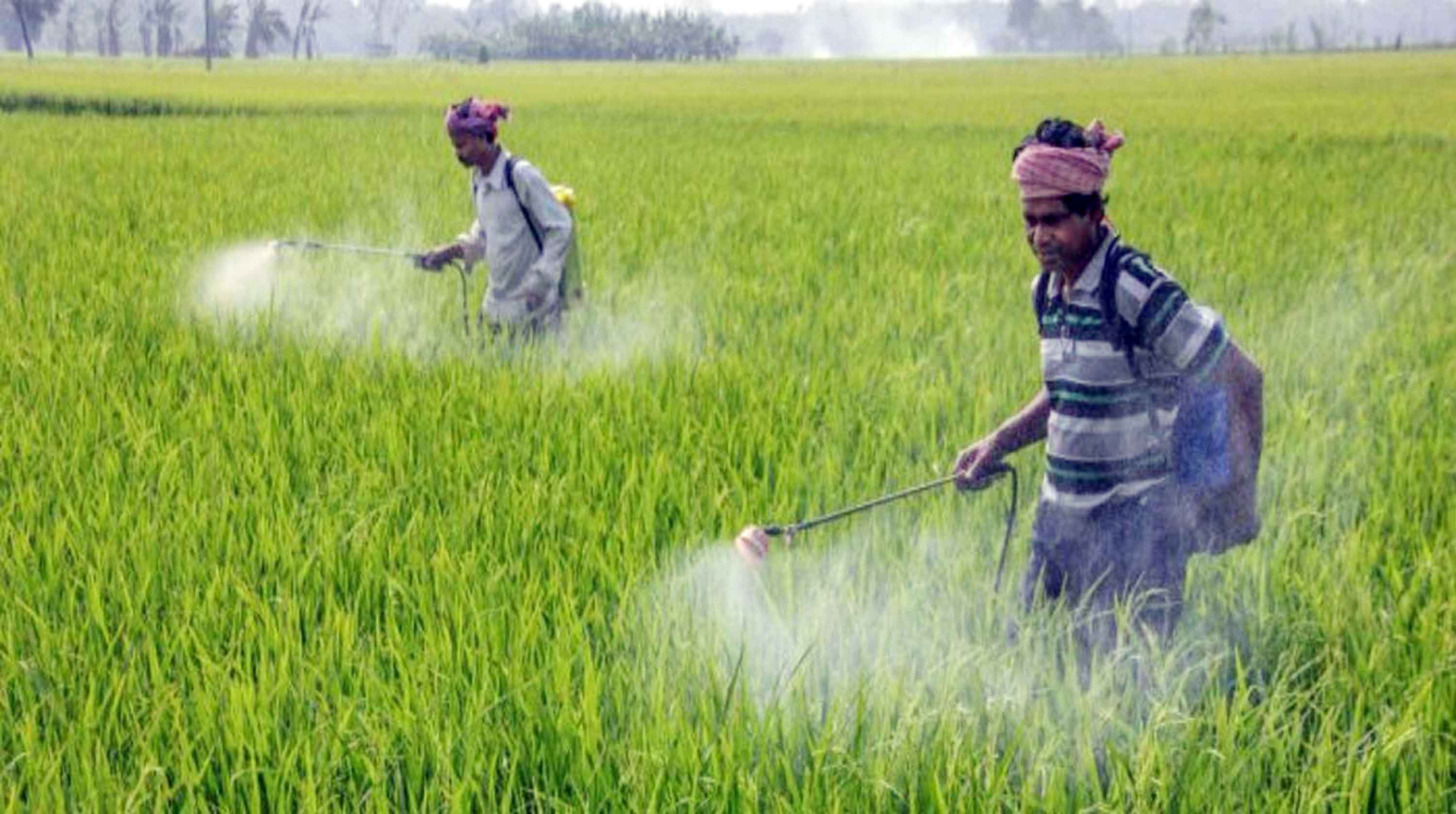 চৌগাছায় আমন ক্ষেতে পোকার আক্রমণ