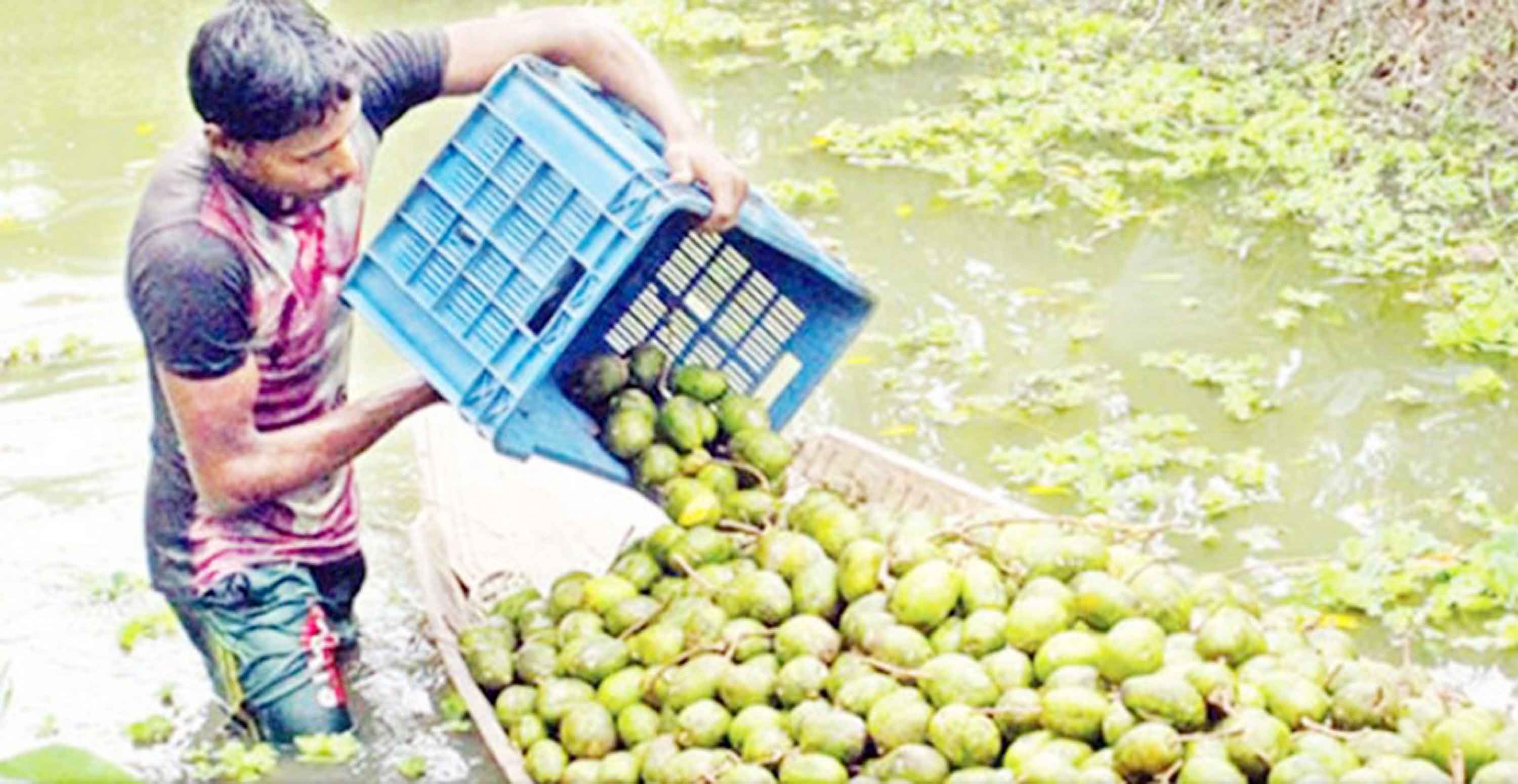 নৌপথে বিদেশে যাচ্ছে ঝালকাঠির আমড়া