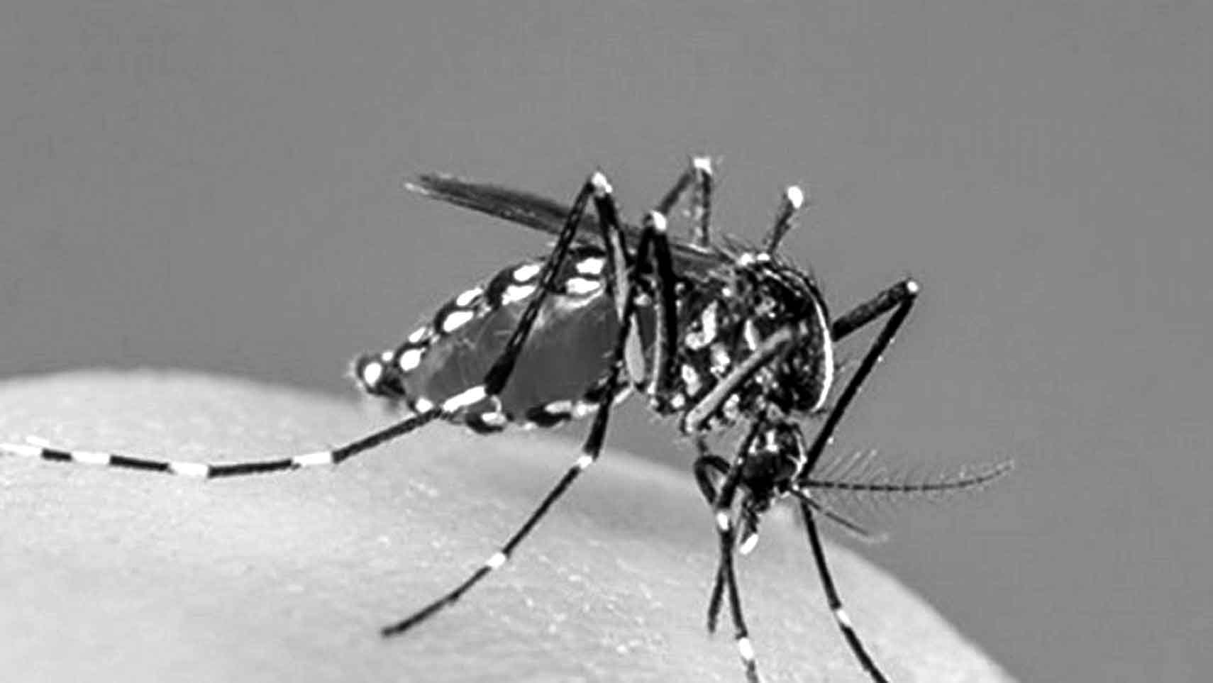 ডেঙ্গু নিয়ে হাসপাতালে আরও ৩১৭ রোগী
