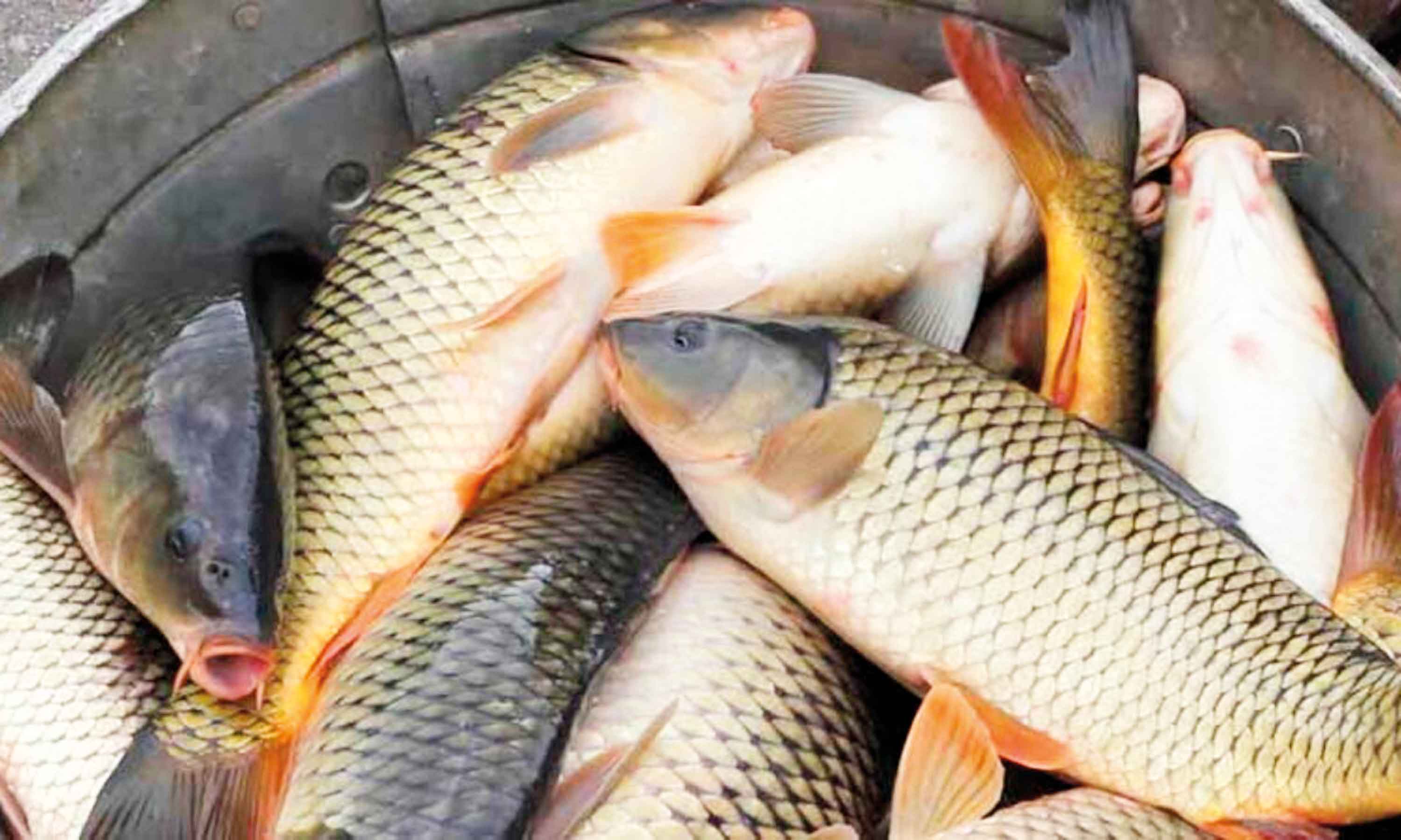 কথায় বলে 'মাছে-ভাতে বাঙালি'!