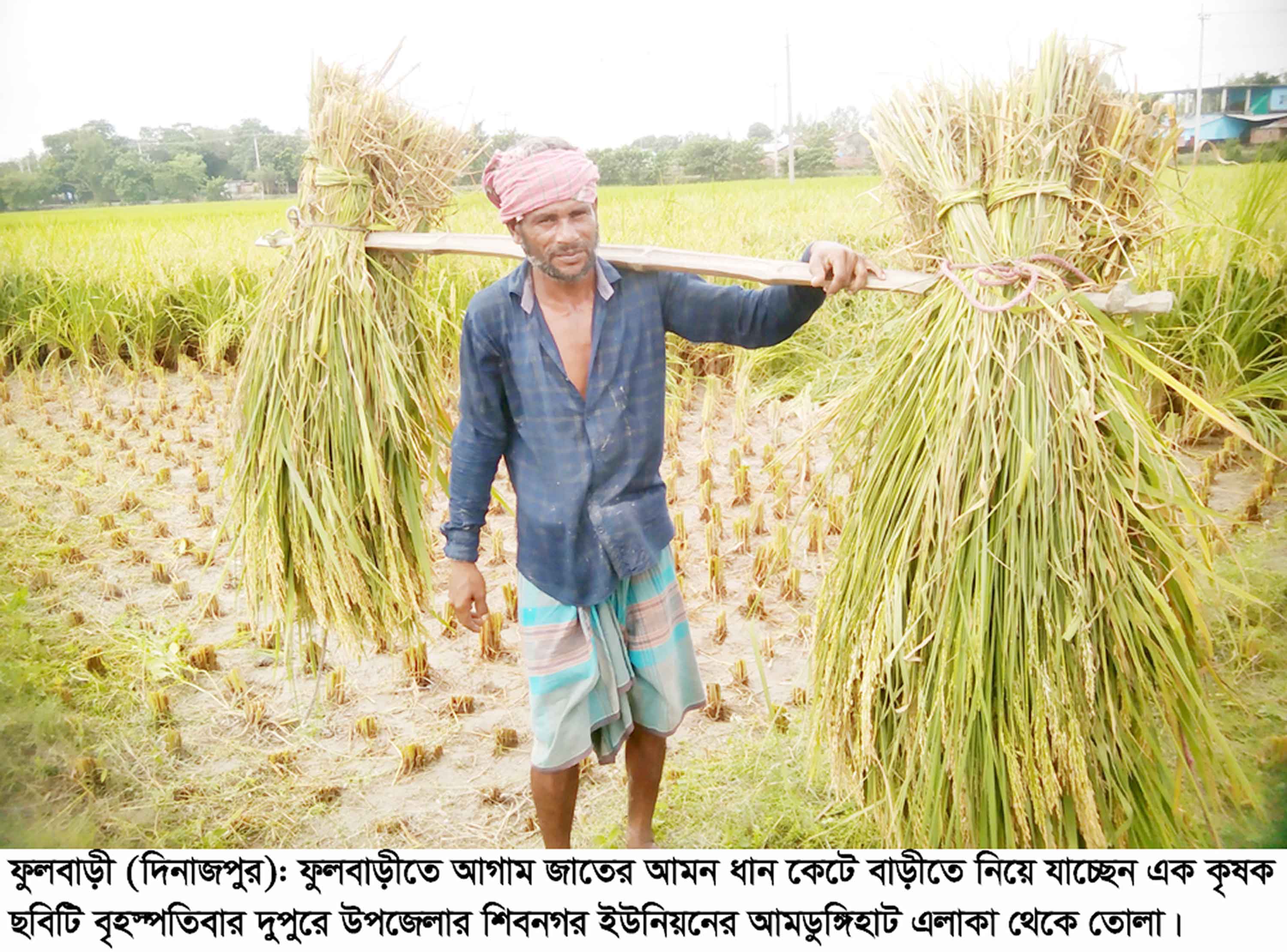 আগাম জাতের ধান কাটা-মাড়াইয়ে ধুম