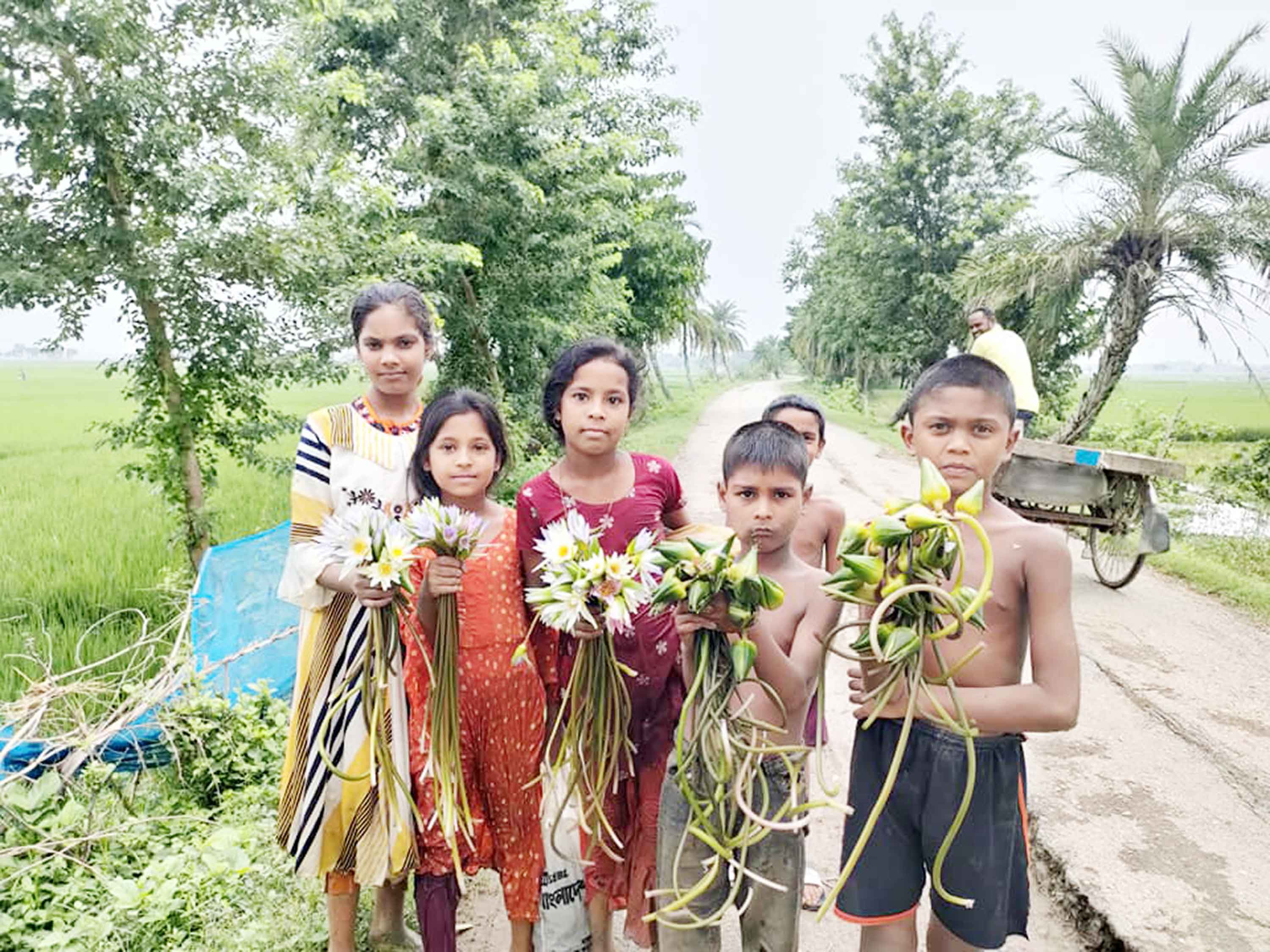ঐতিহ্যবাহী রায়সা বিল থেকে হারিয়ে যাচ্ছে শাপলা-শালুক