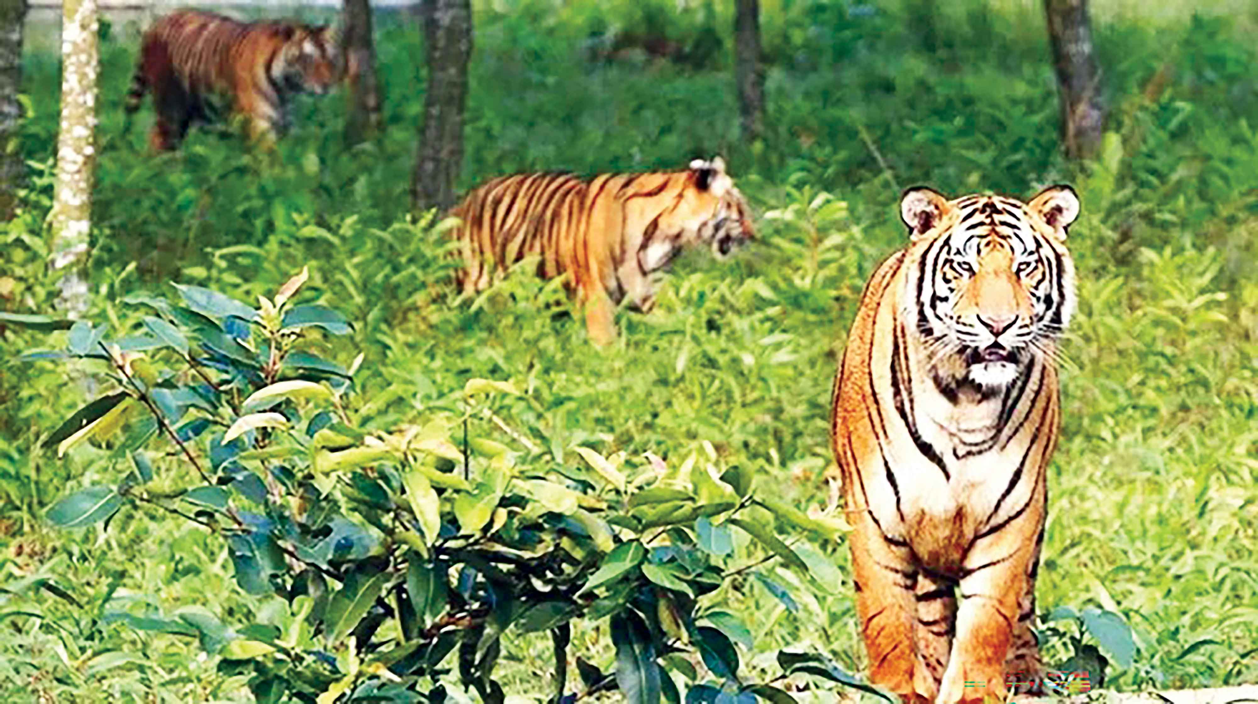 ১১টি বেড়ে সুন্দরবনে বাঘ এখন ১২৫টি