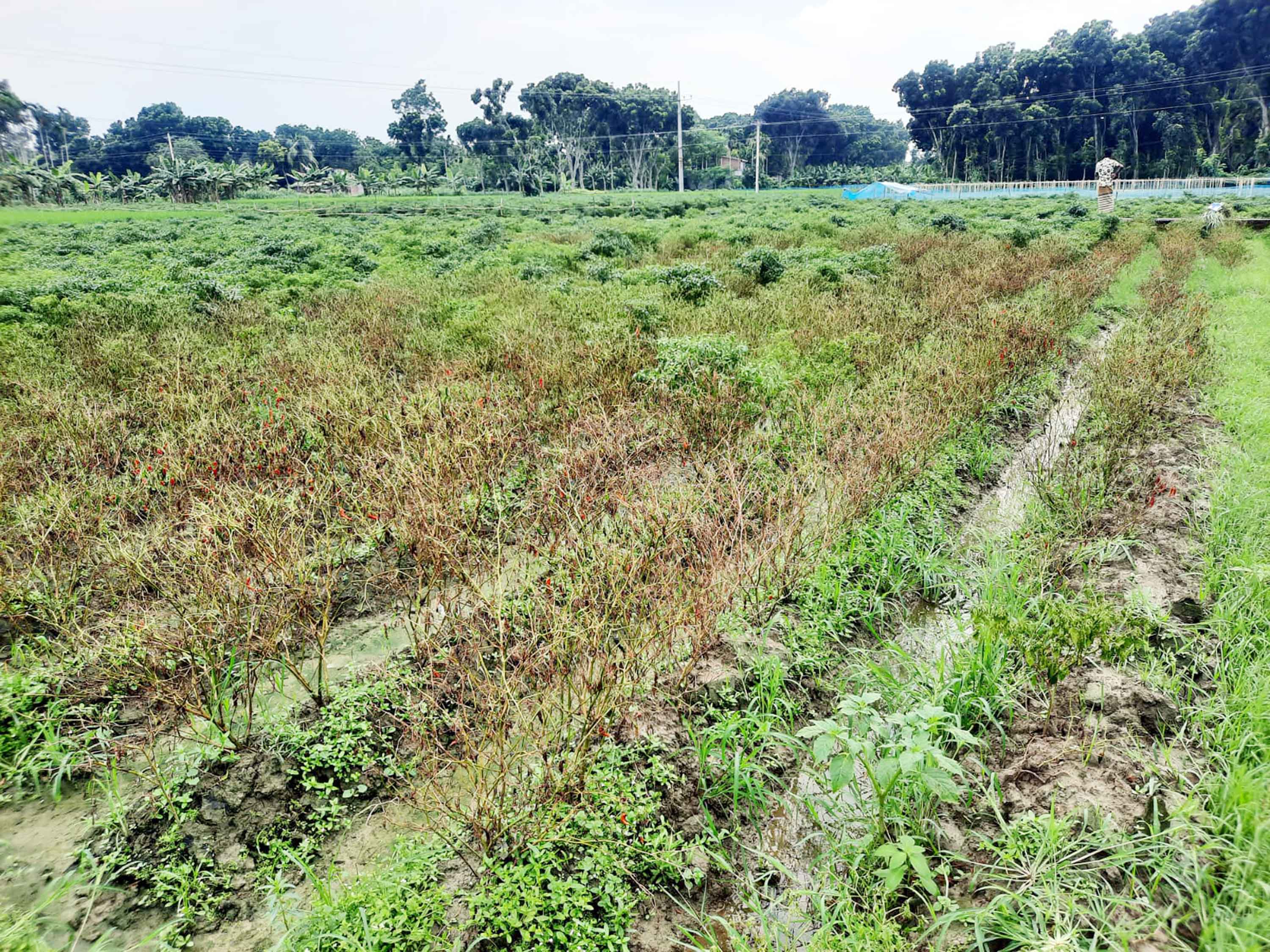 ঝিনাইদহে ধান ও সবজির ব্যাপক ক্ষতি, দুশ্চিন্তায় চাষি