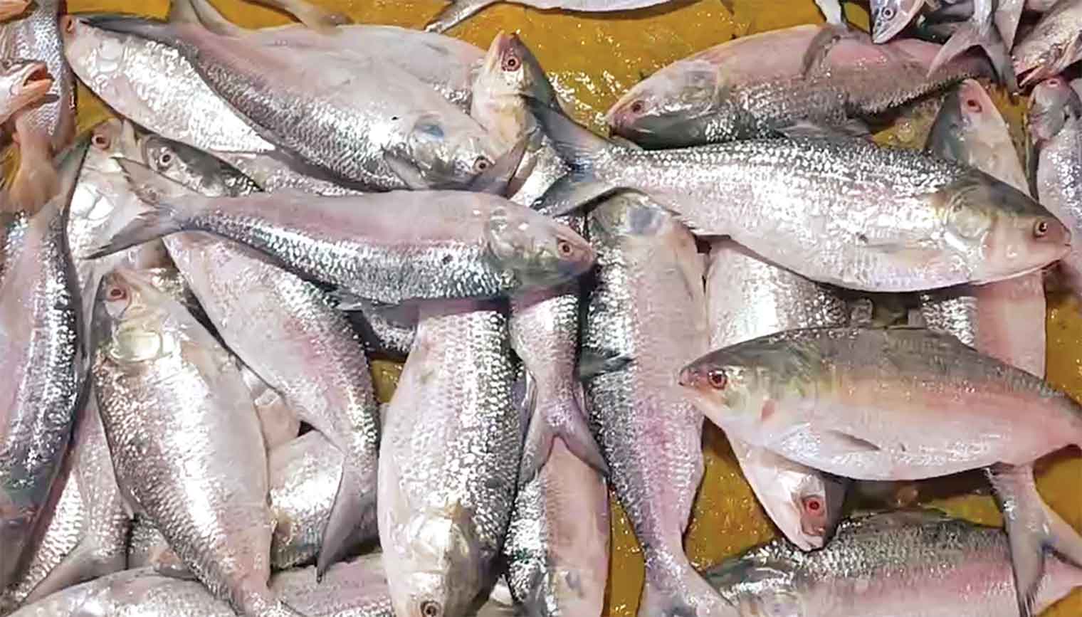 আকাশছোঁয়া দাম, ইলিশ কেনা এখন মধ্যবিত্তের বিলাসিতা!