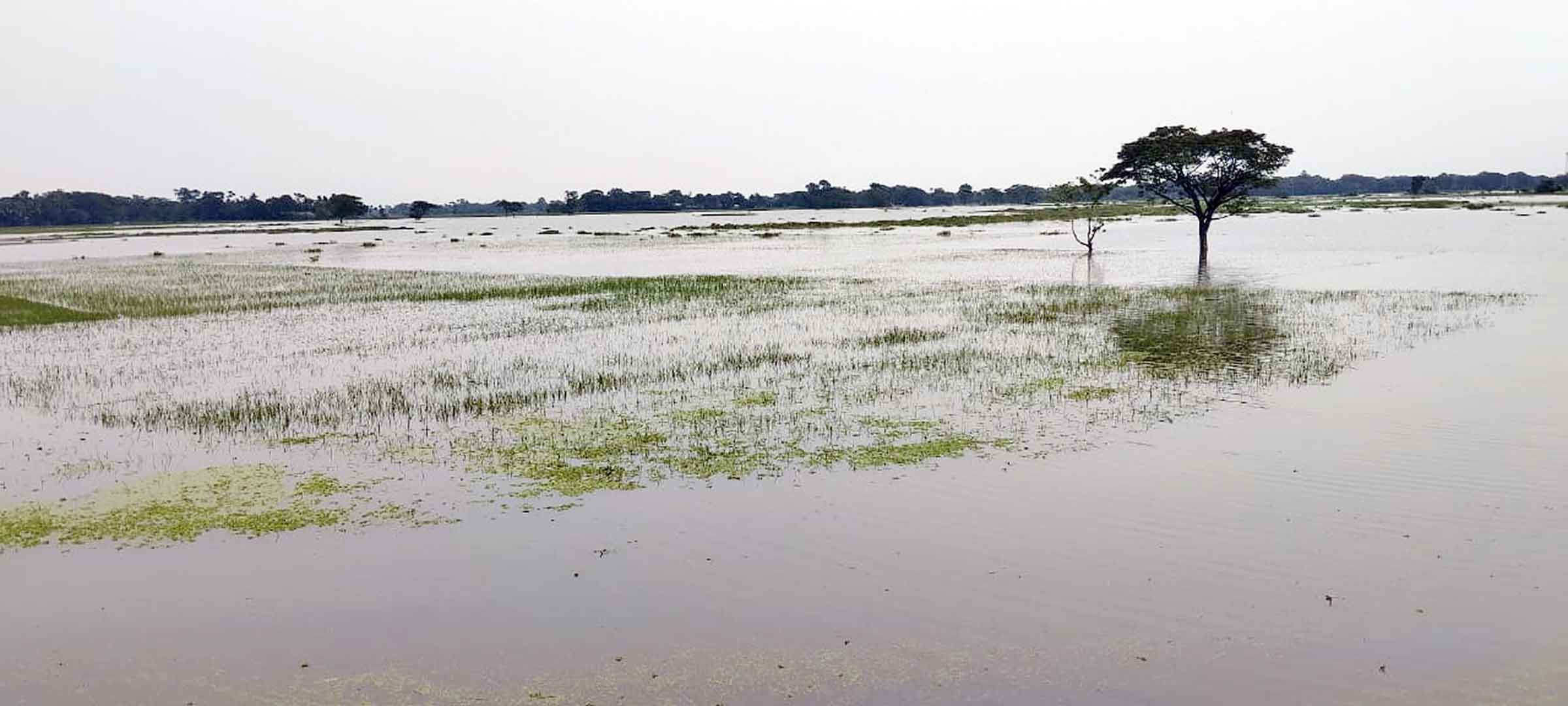 পূর্বধলায় পানির নিচে কৃষকের স্বপ্ন