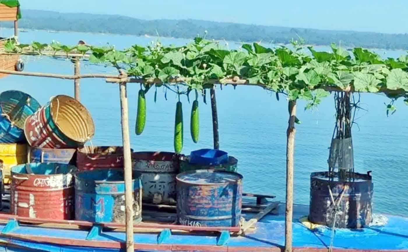 মাছ ধরার ট্রলারের ছাদে লাউ চাষ!