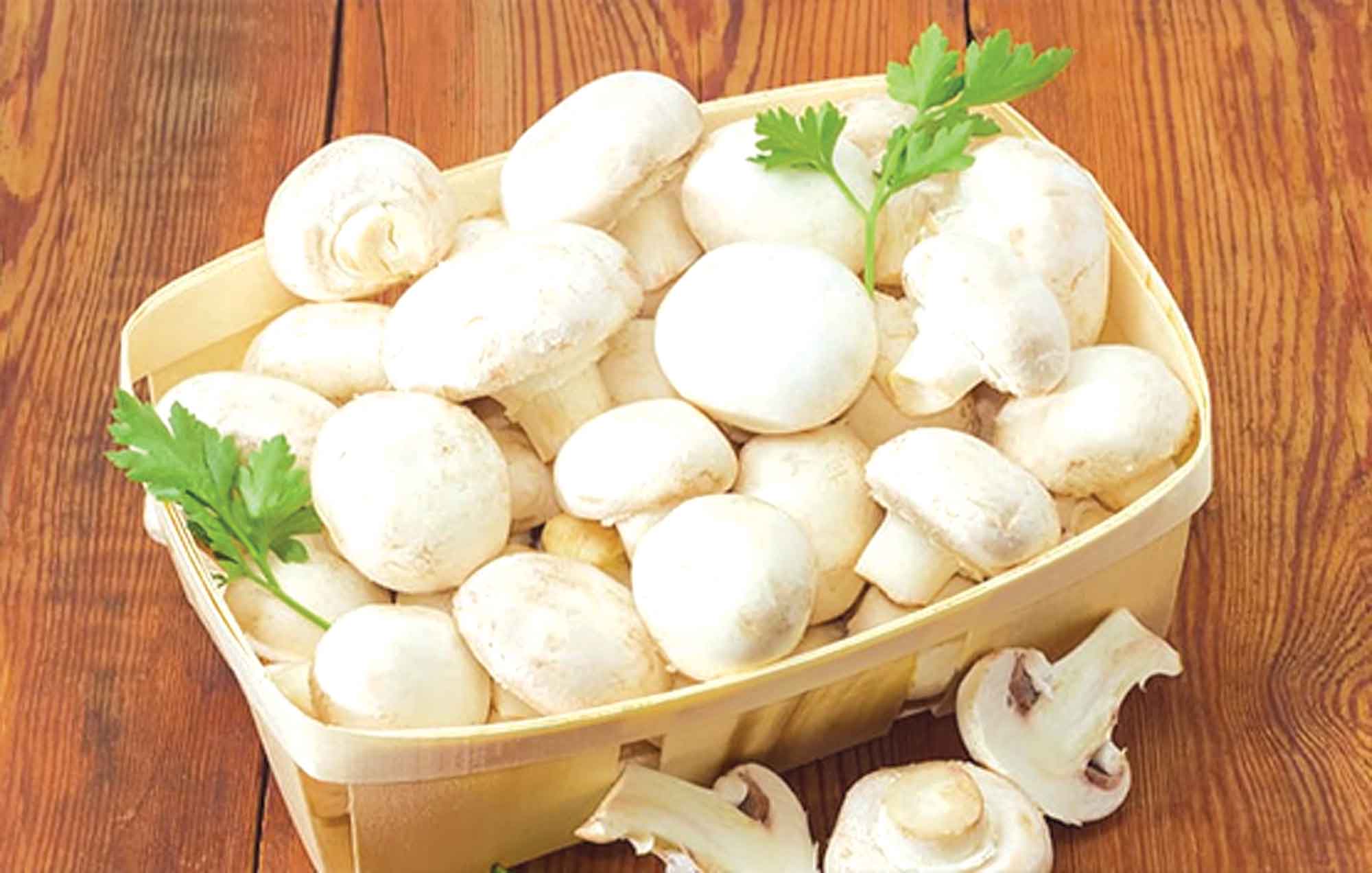 মাশরুমে বাড়বে পুষ্টি ও কর্মসংস্থান