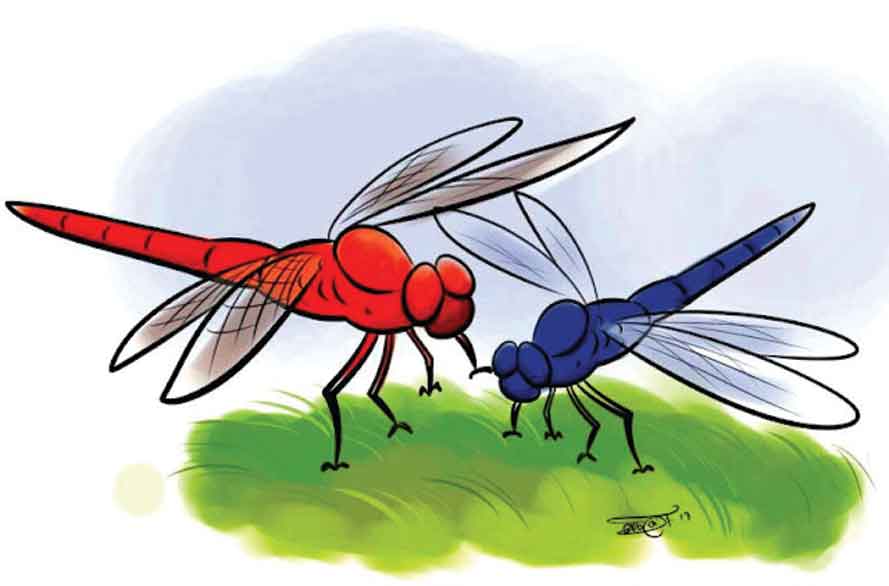 গঙ্গাফড়িং