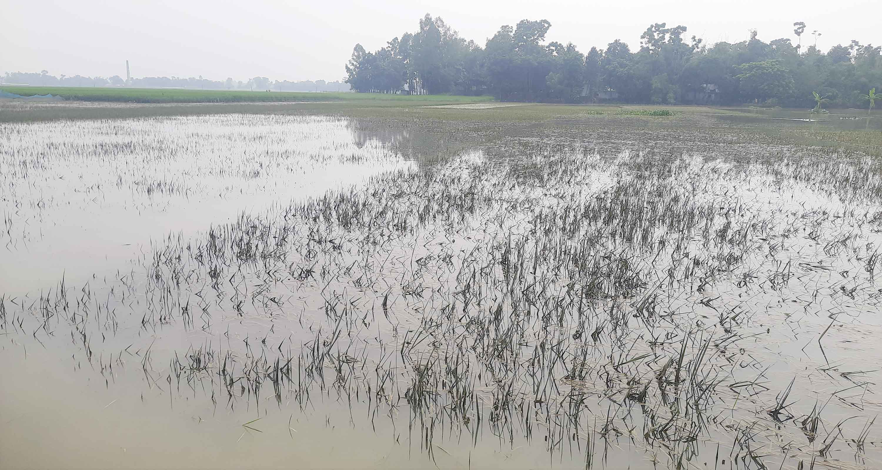 নকলায় পানির নিচে কৃষকের স্বপ্ন ৭২০০ হেক্টর জমির ফসল নষ্ট