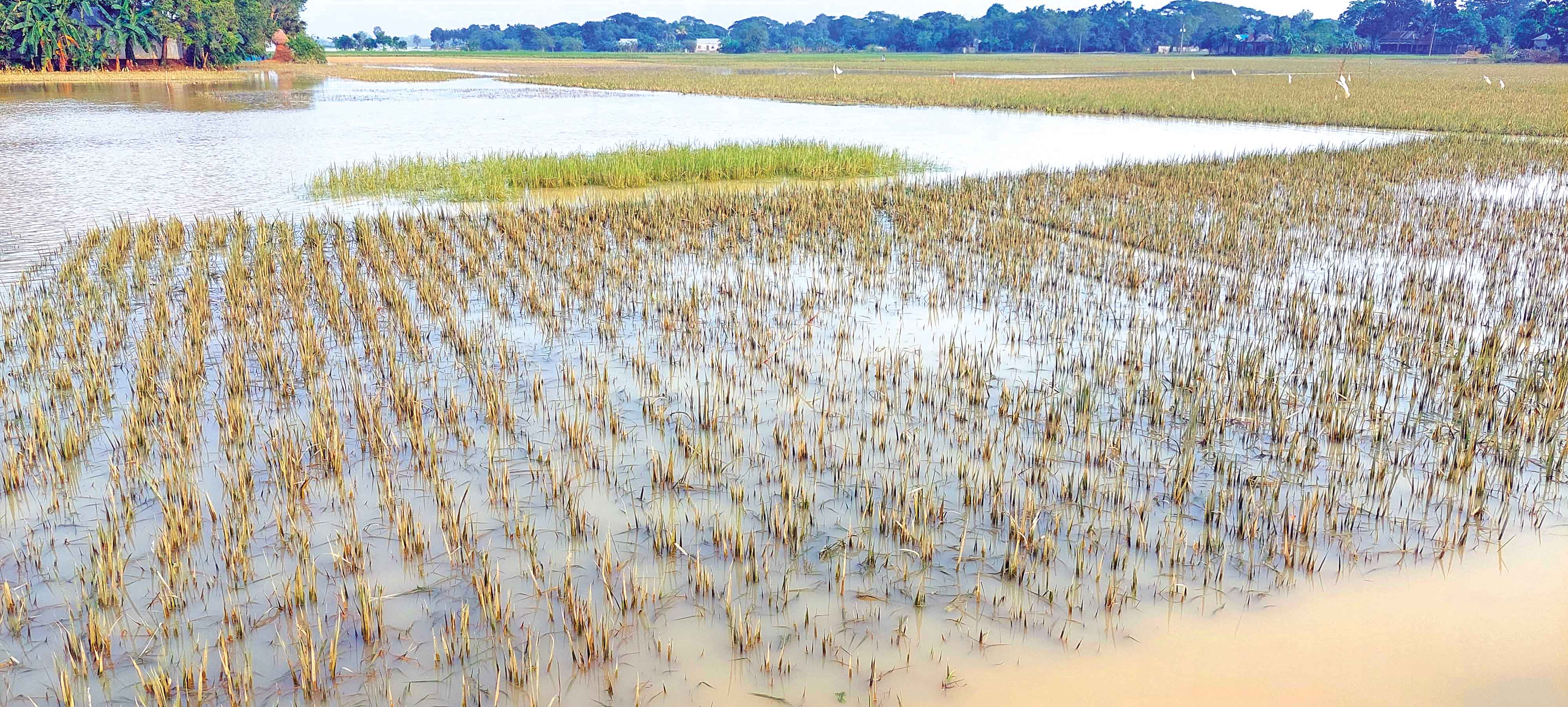 কৃষি ও মৎস্য খাতে ক্ষতি প্রায় ৪০০ কোটি টাকা