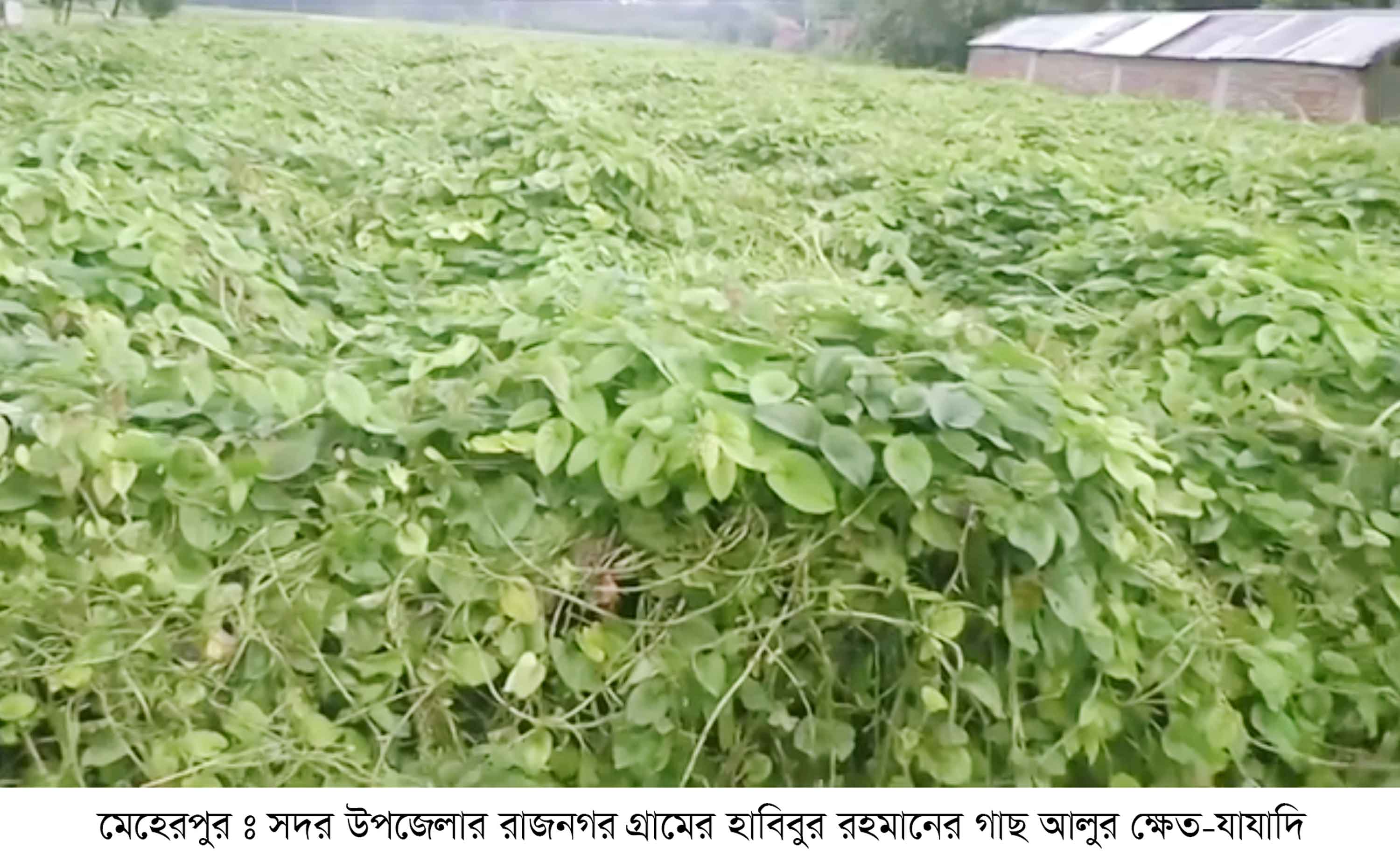 মেহেরপুরে বাণিজ্যিকভাবে বাড়ছে গাছ আলু বা মেটে আলুর চাষ